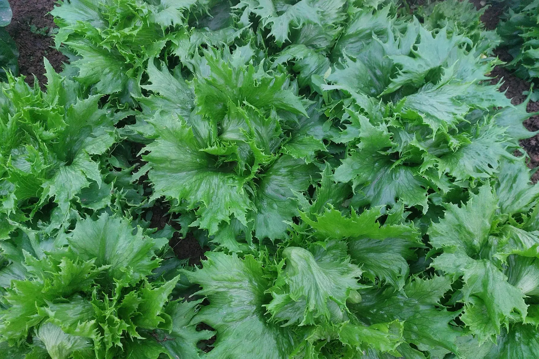 Le potager des frangines