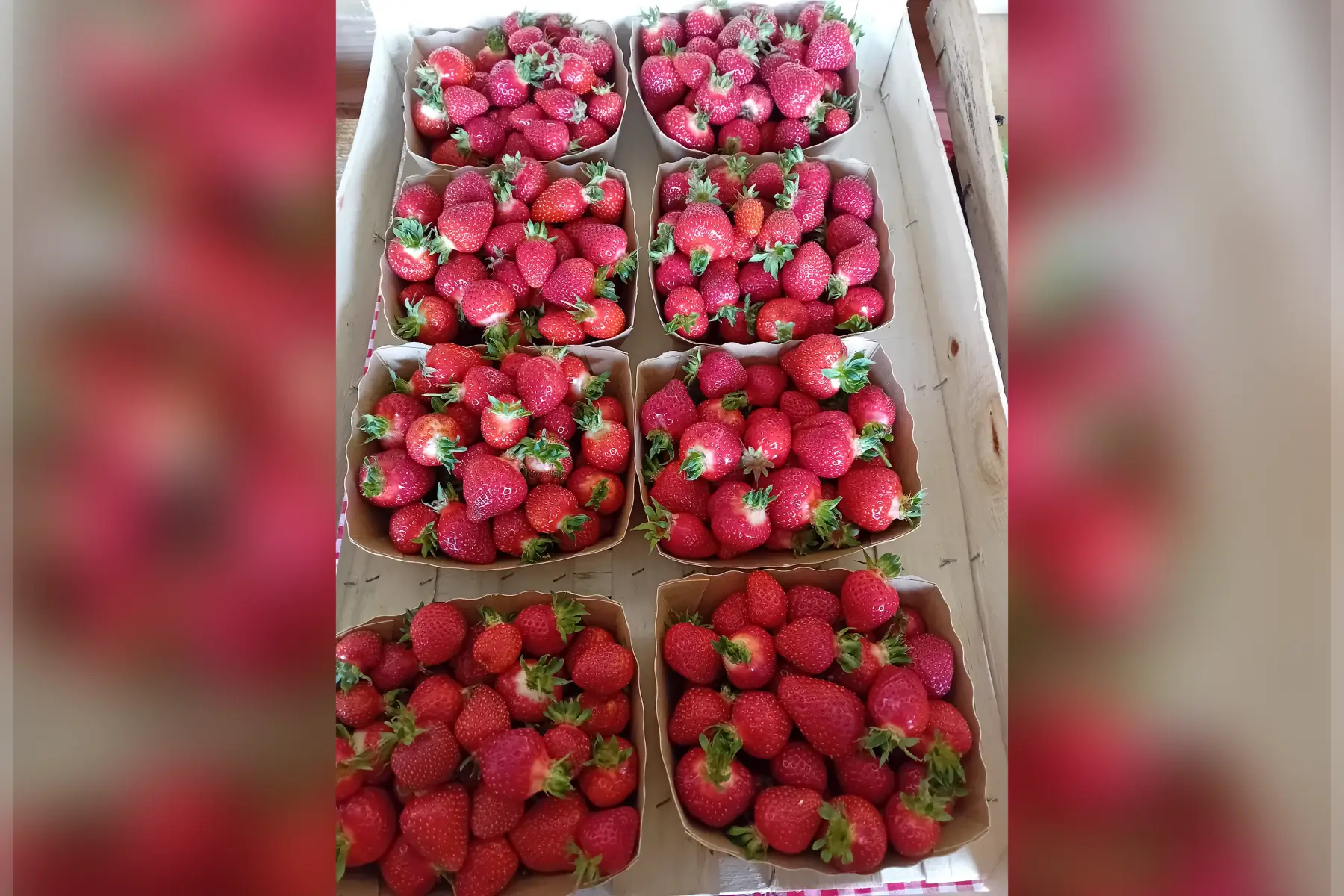 fraises