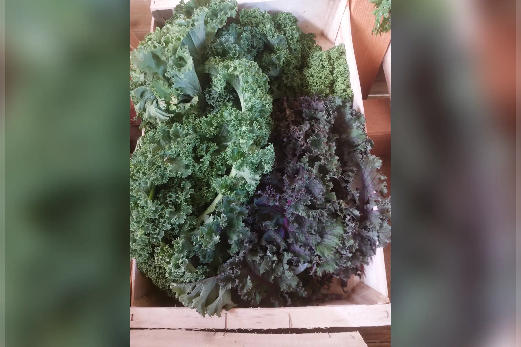 chou kale