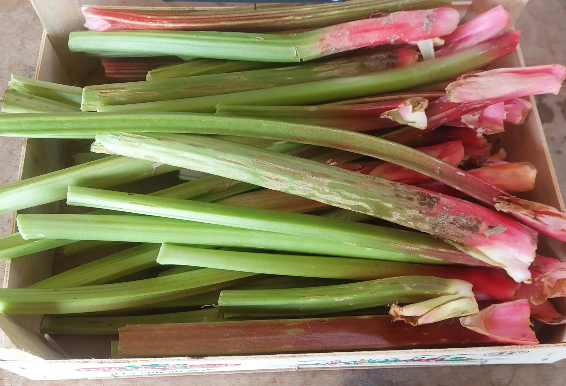 rhubarbe
