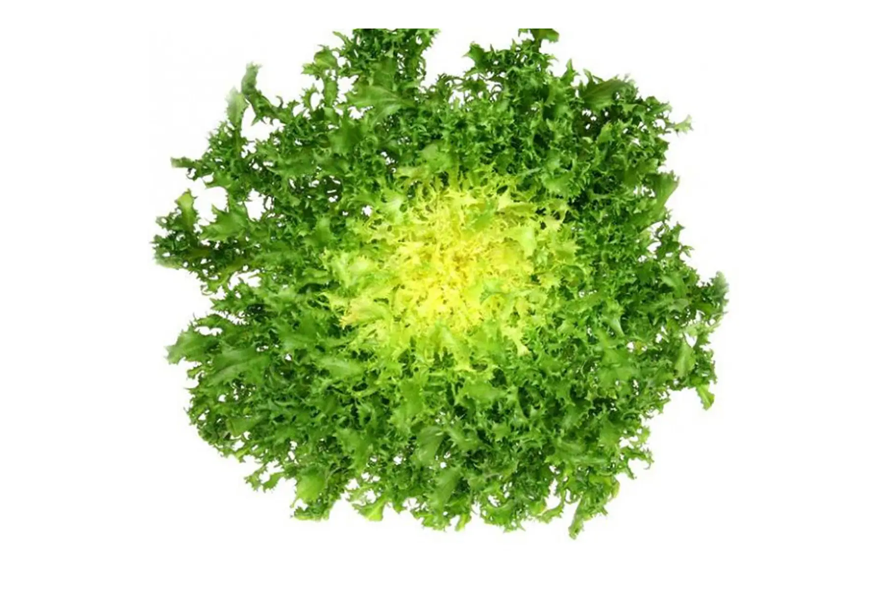 Salade frisée