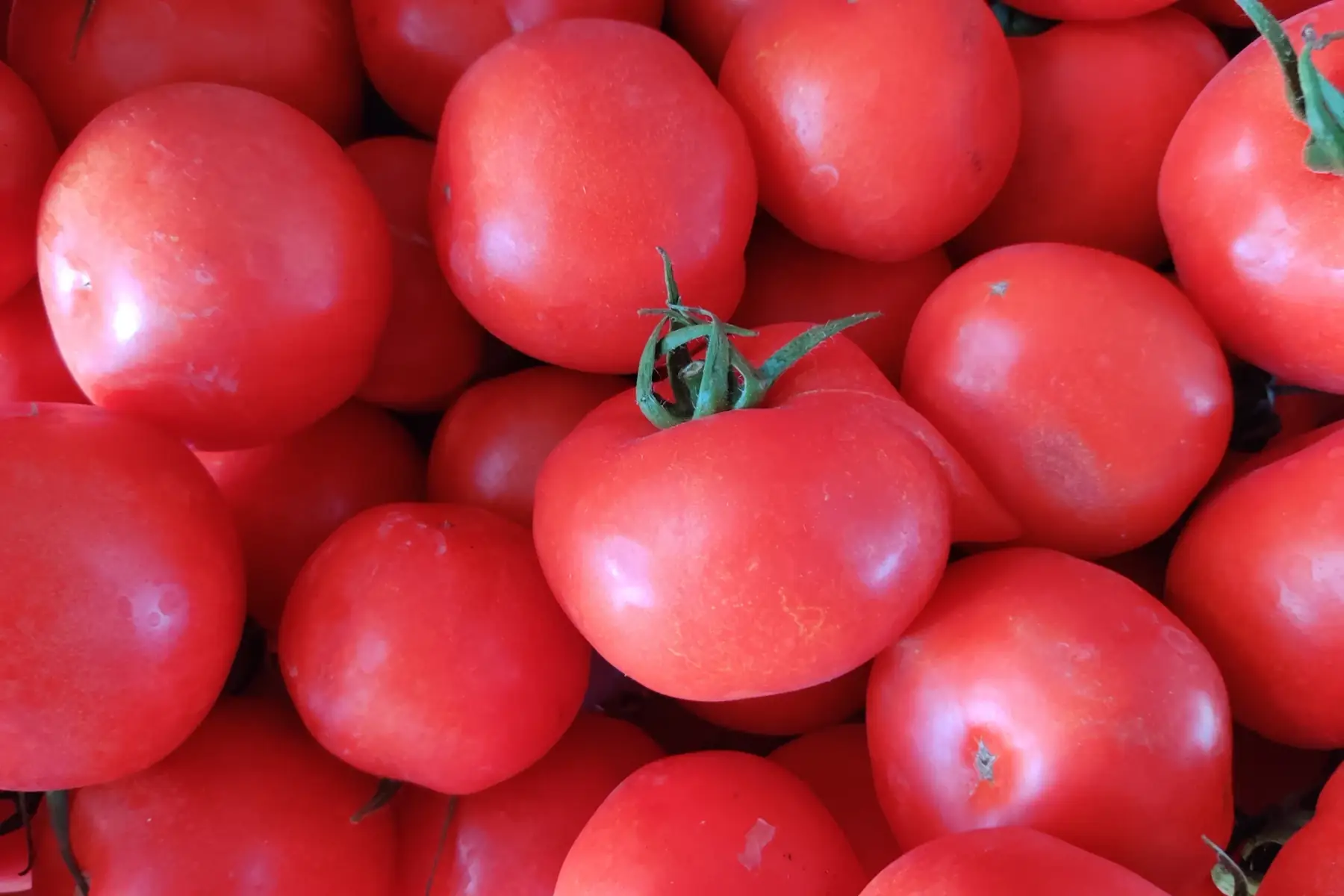 Tomates rondes