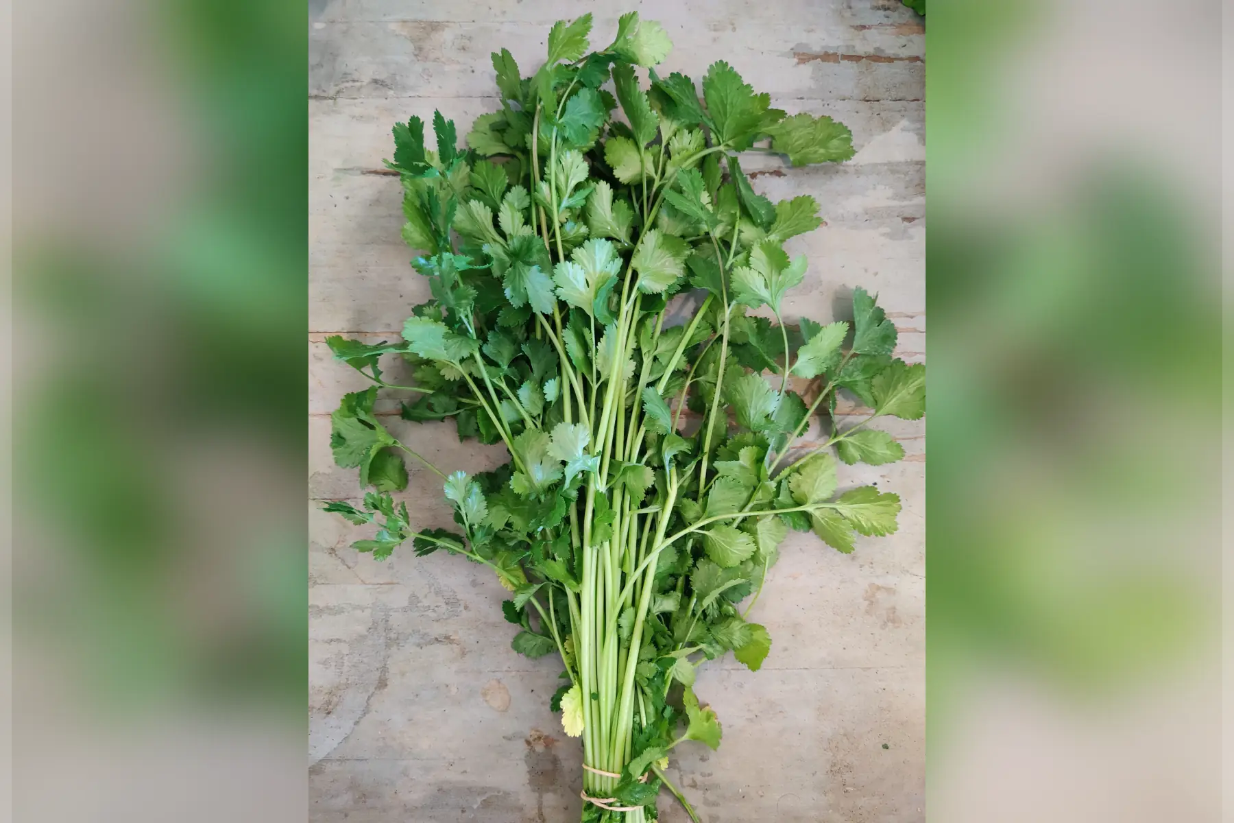 Coriandre (bouquet)