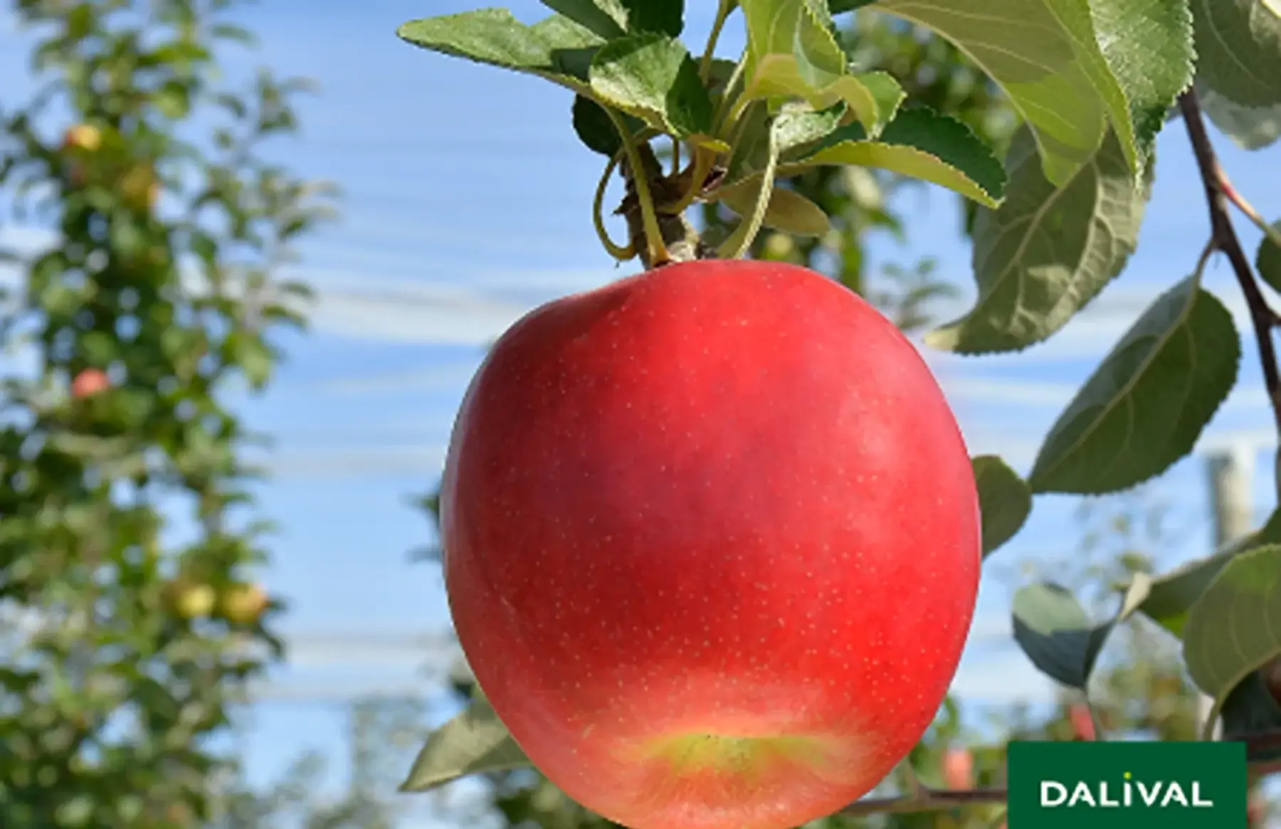 Pommes Crimson Crisp