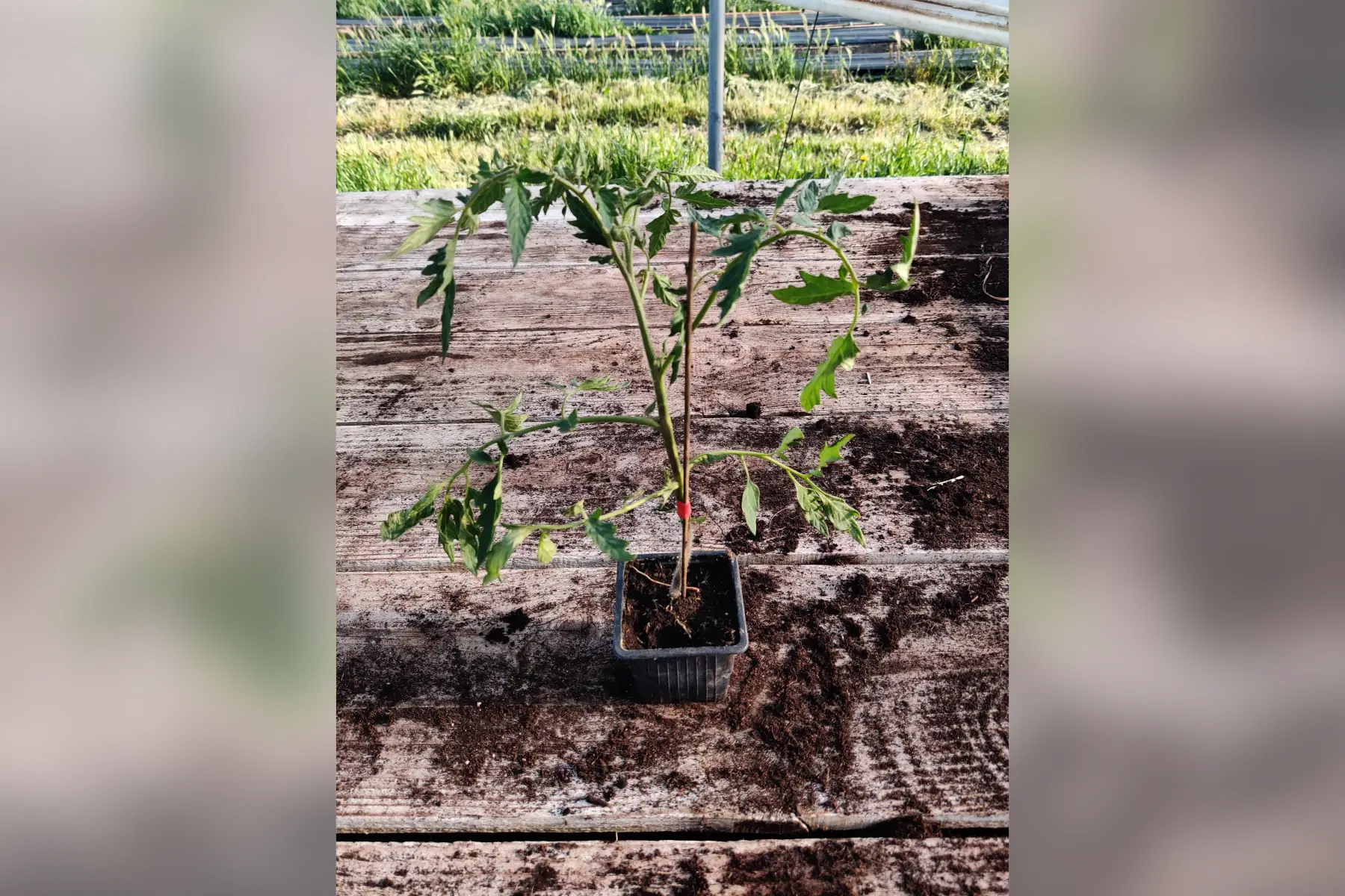 Plant tomate coeur de boeuf semence ancienne de la ferme