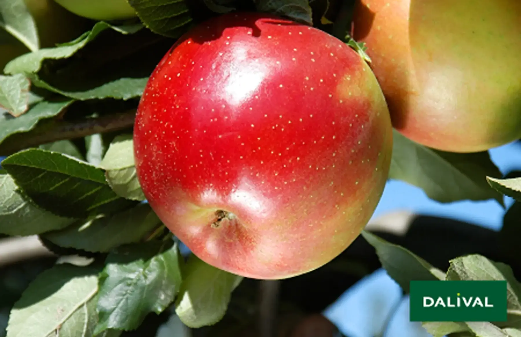 Pommes Melrose cagette 10kg