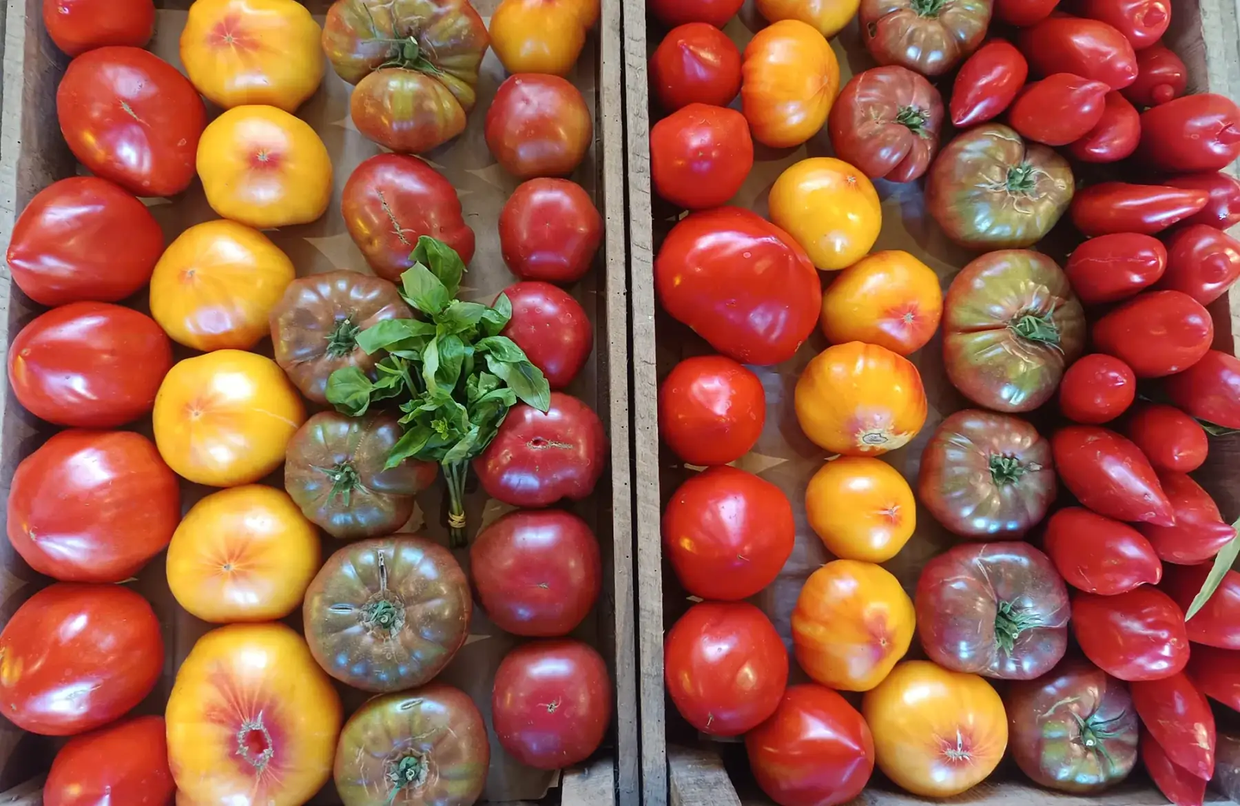 Tomates anciennes en mélange