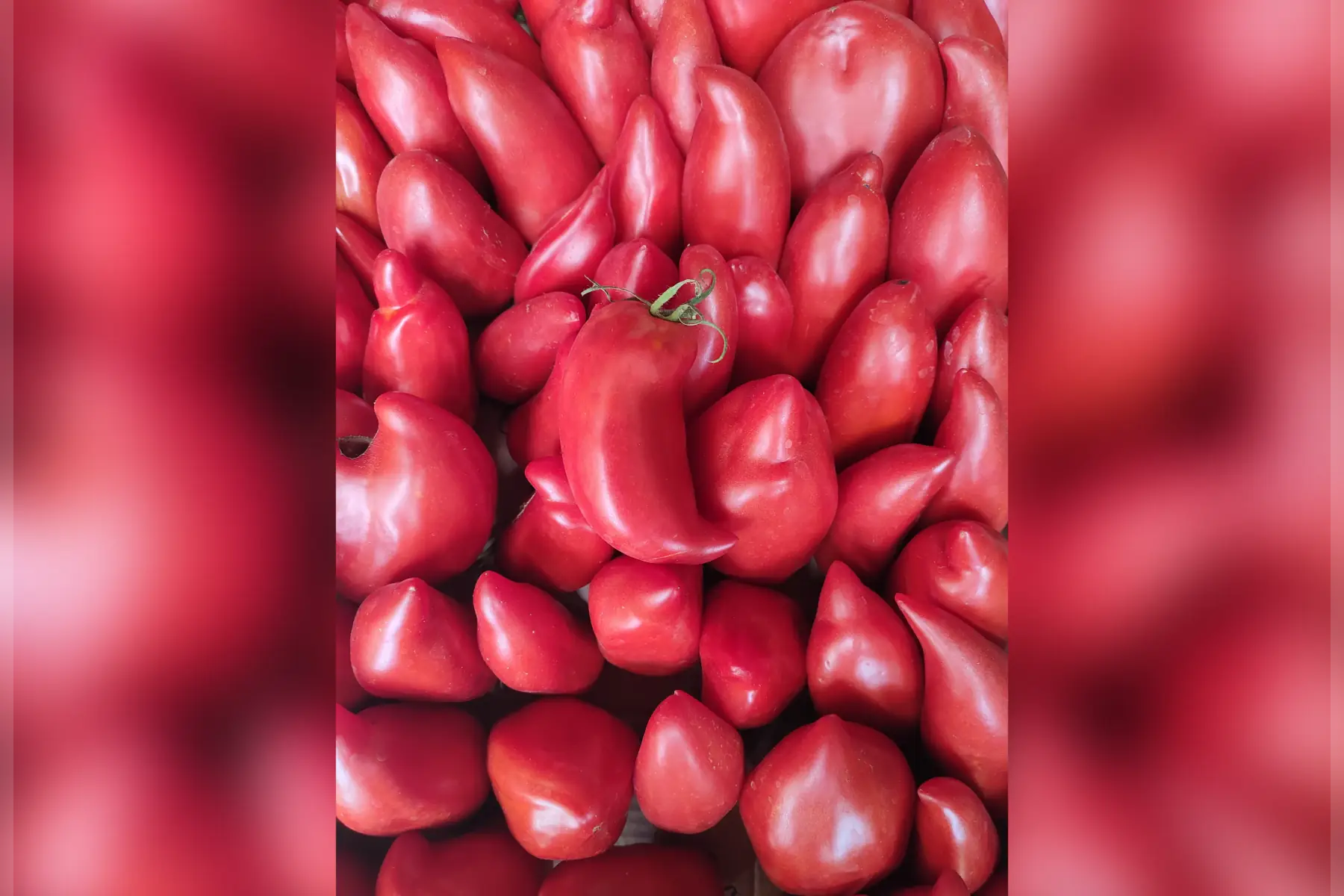 tomate cornue des andes 🍅