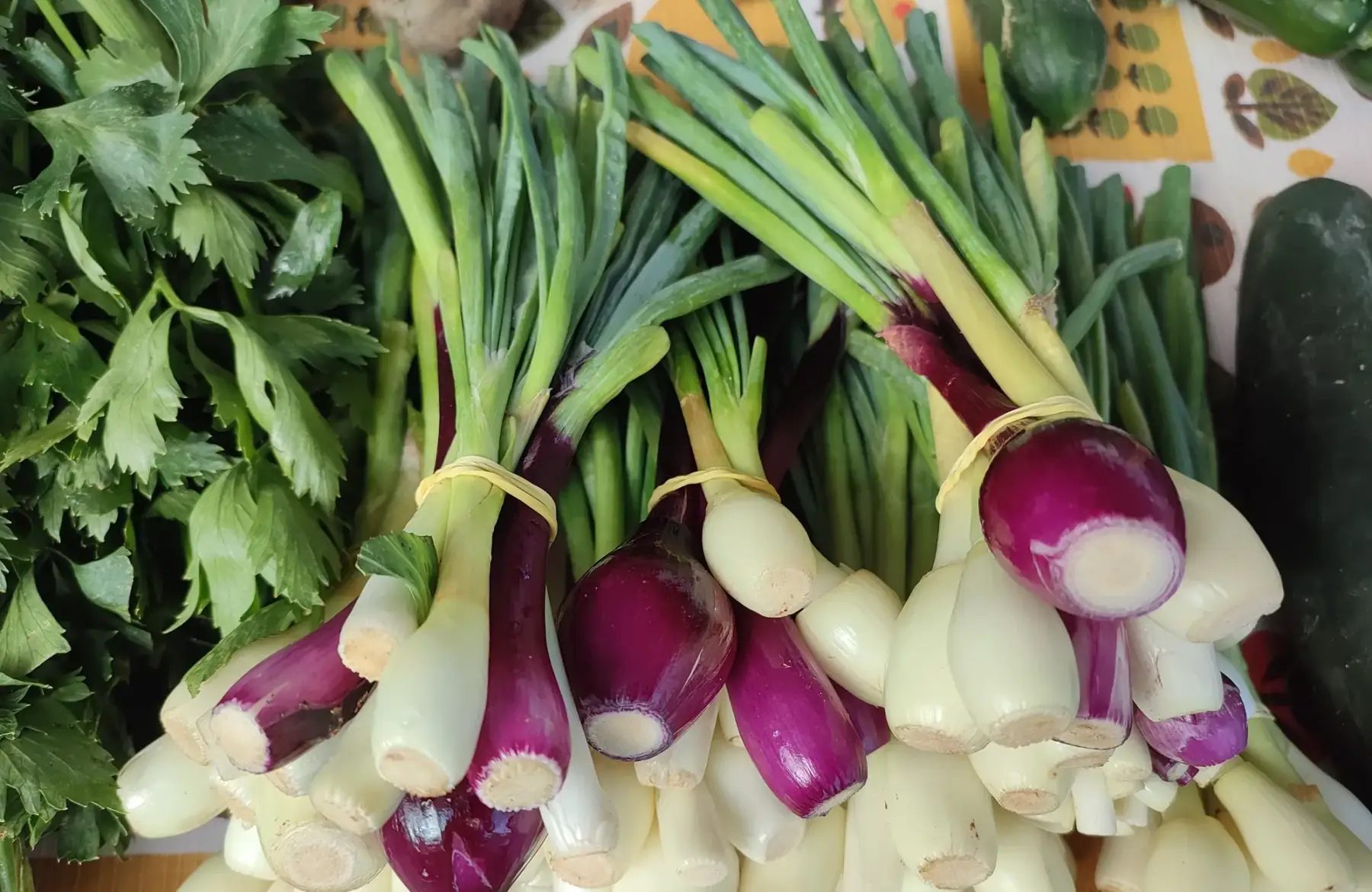 oignon nouveau jaune et où rouge