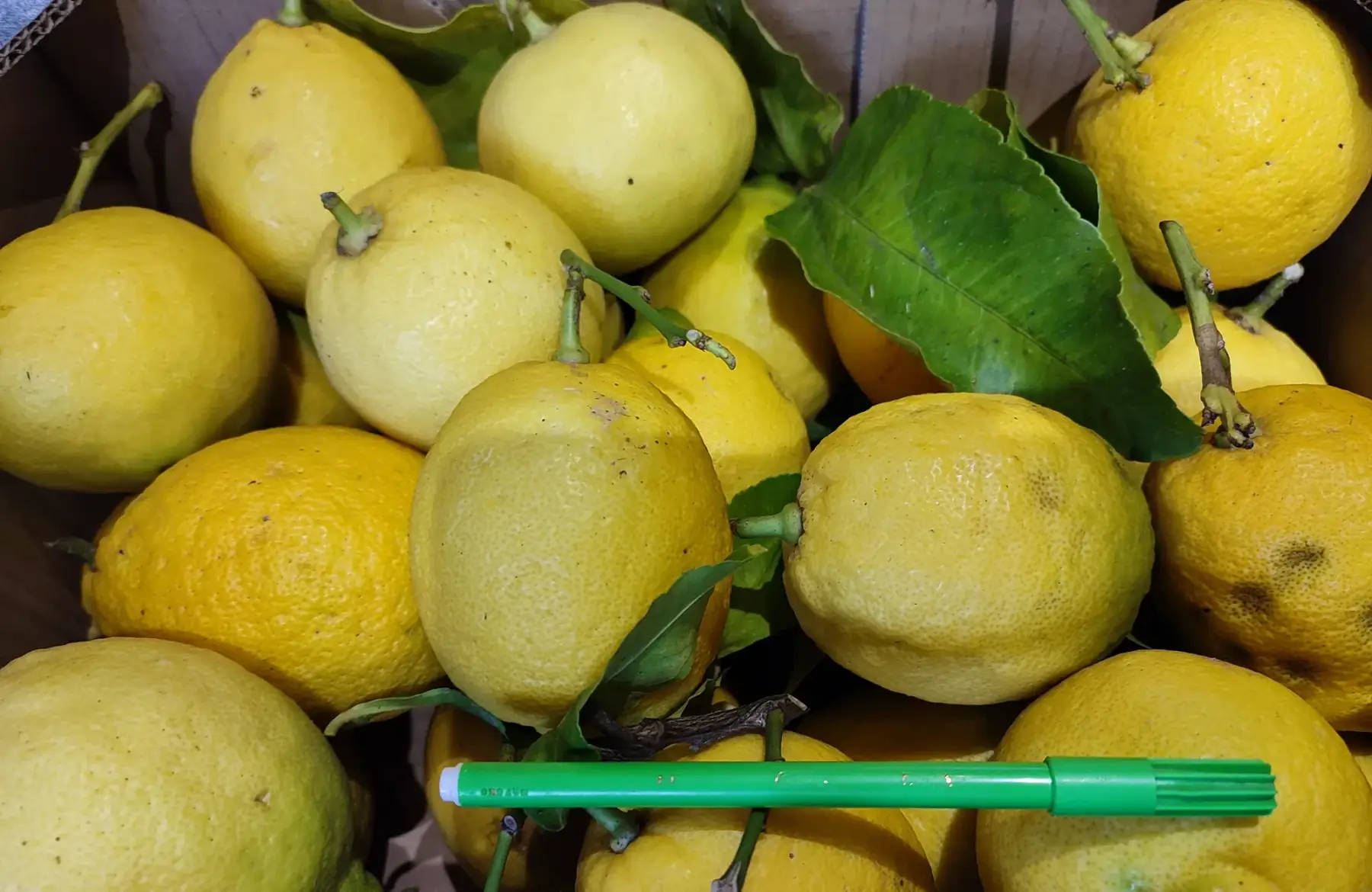 citron jaune bio Sicile 🍋