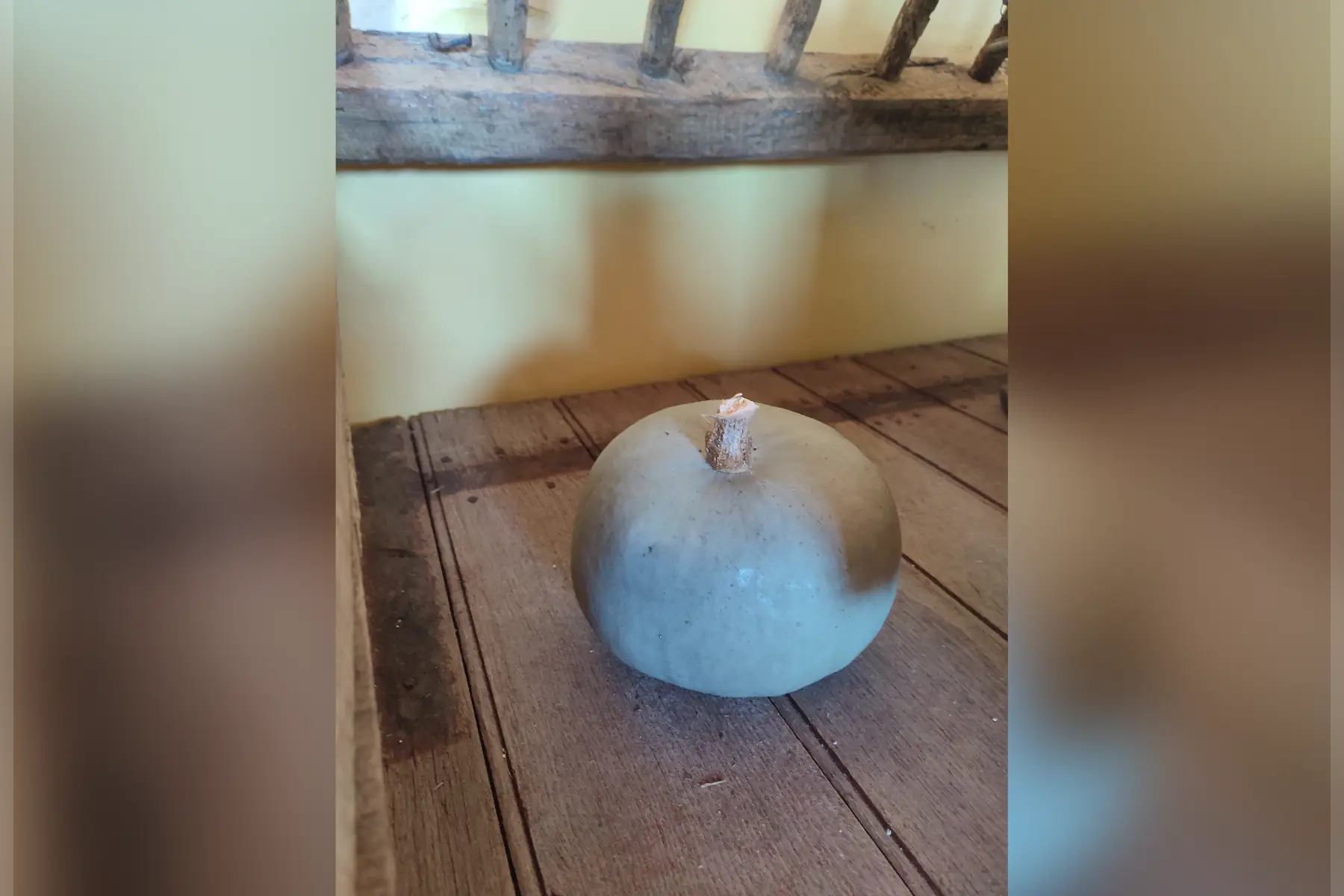 courge bleu de hongrie