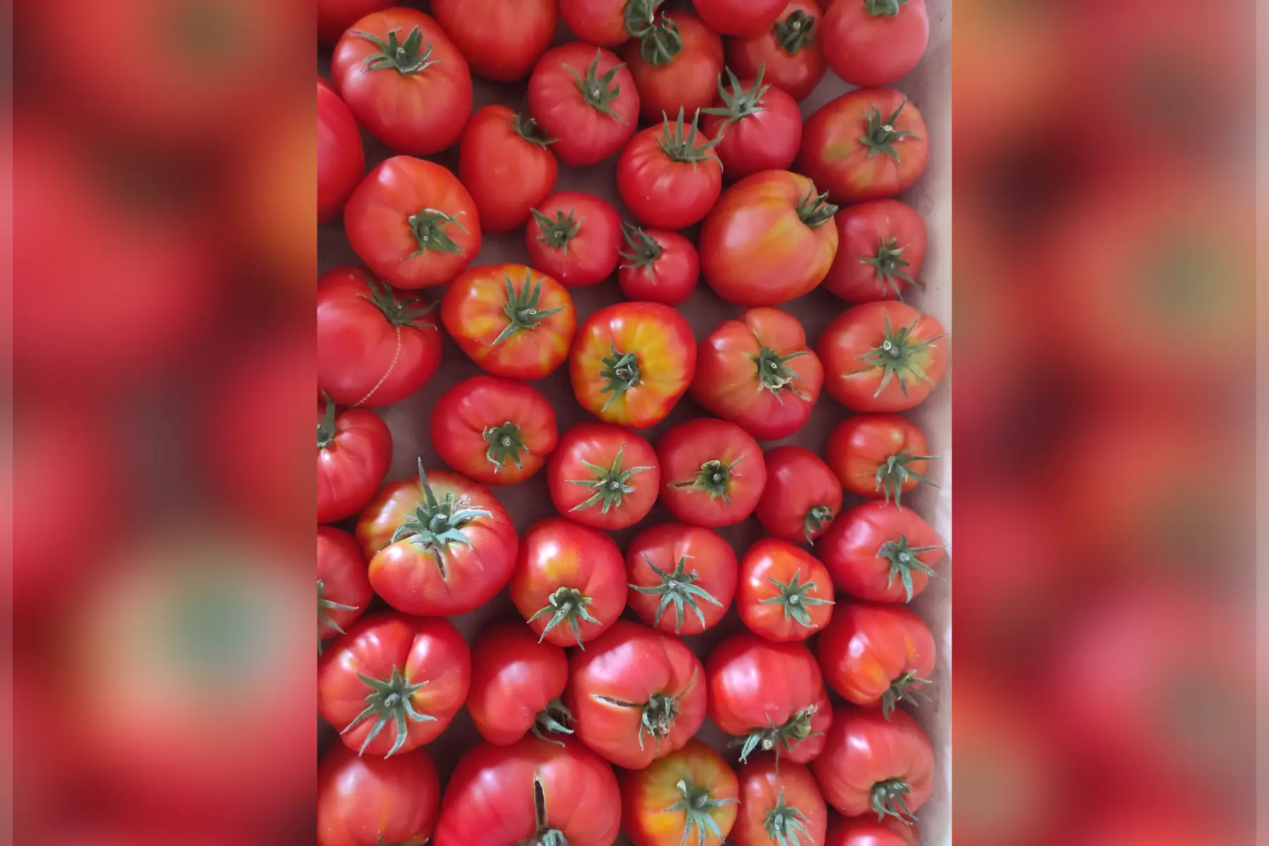 tomate cœur de bœuf 🍅