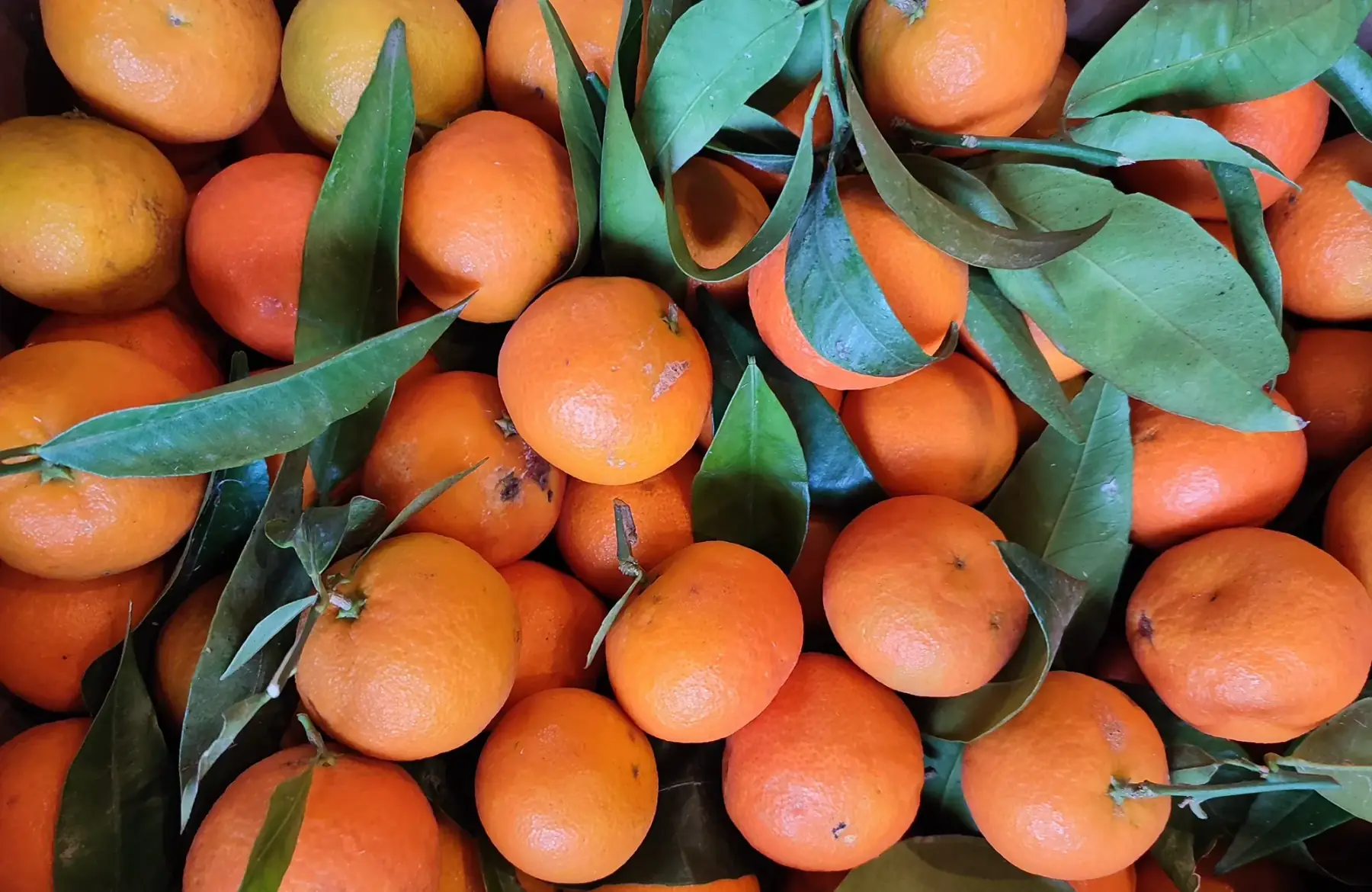 Clémentine Bio CORSE 🍊