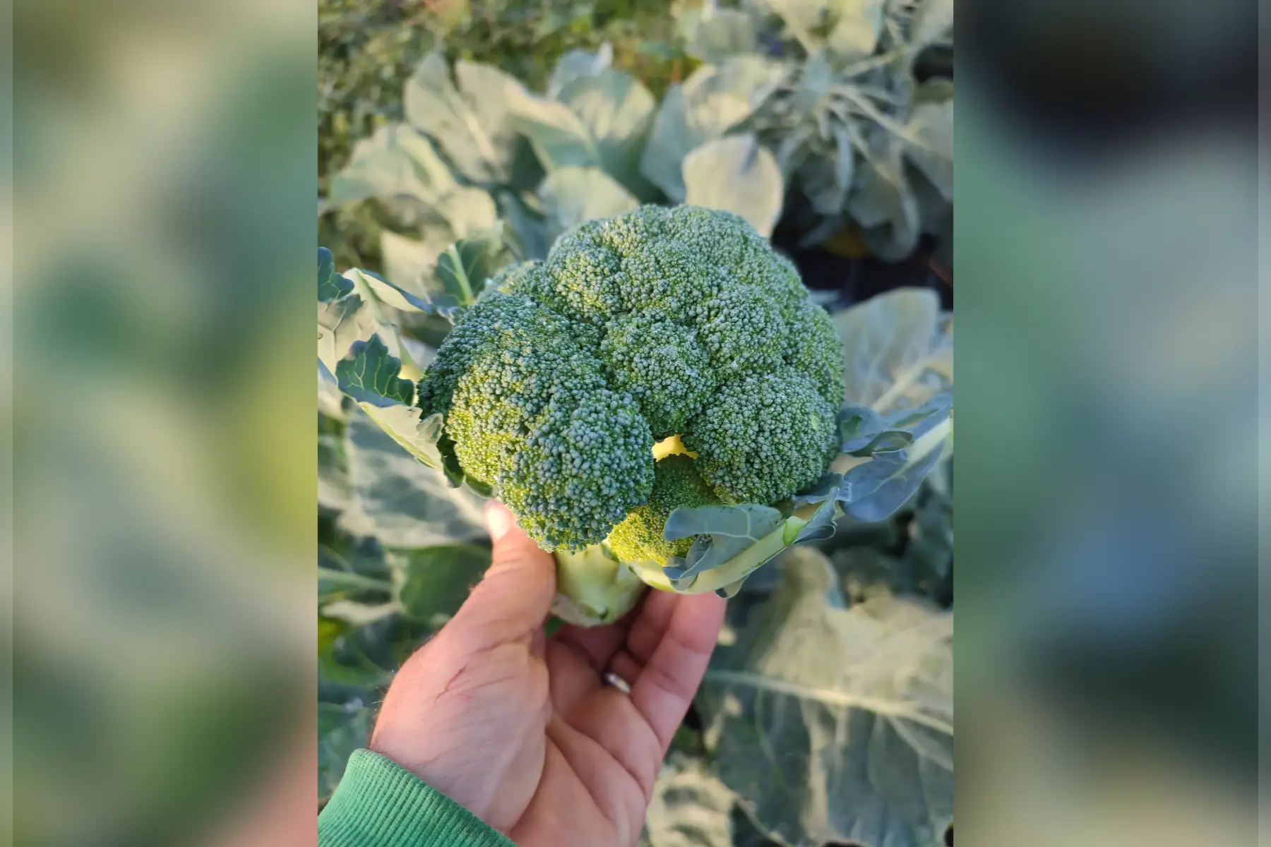 brocoli 🥦