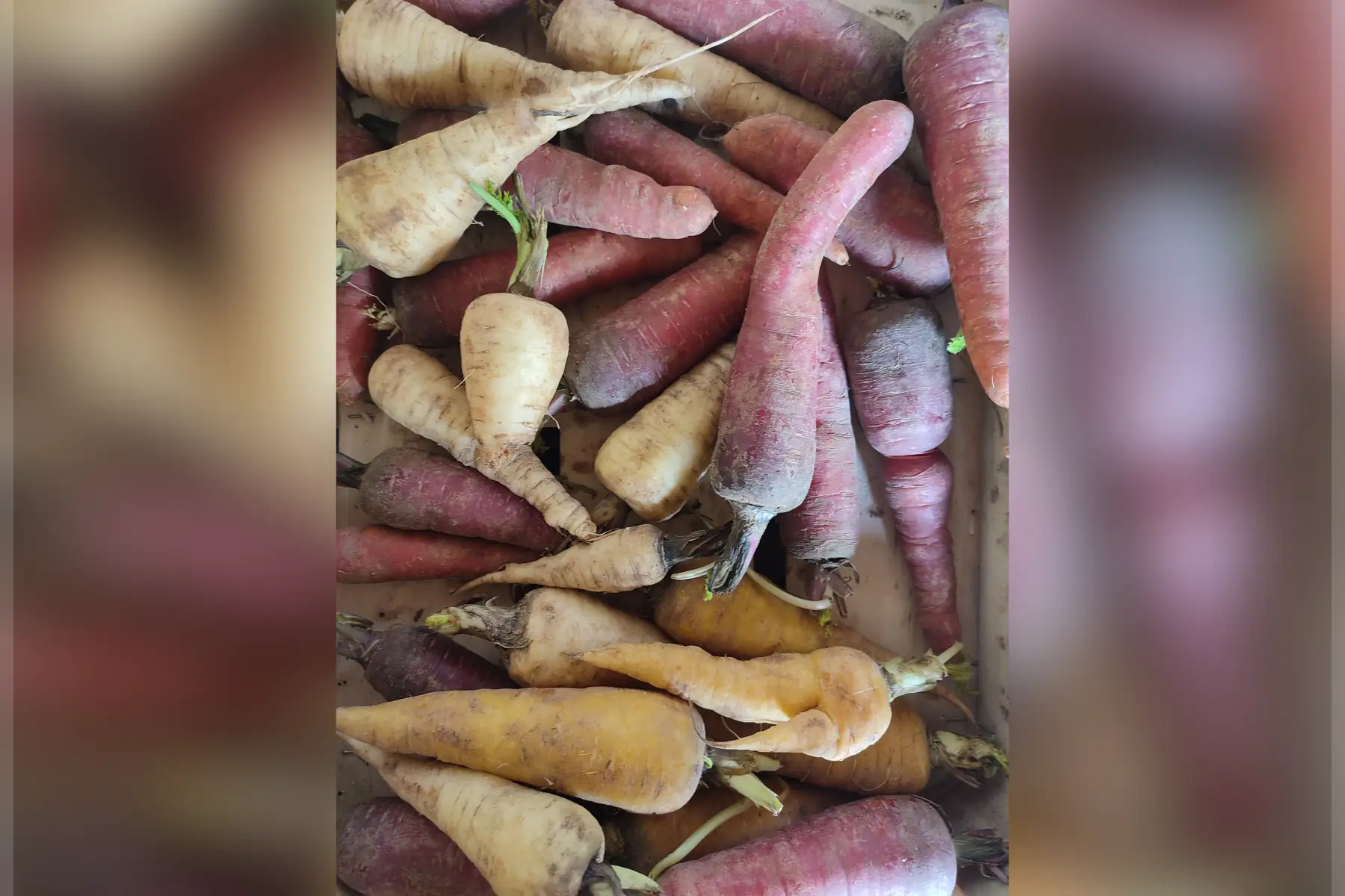 carottes de couleurs 🥕