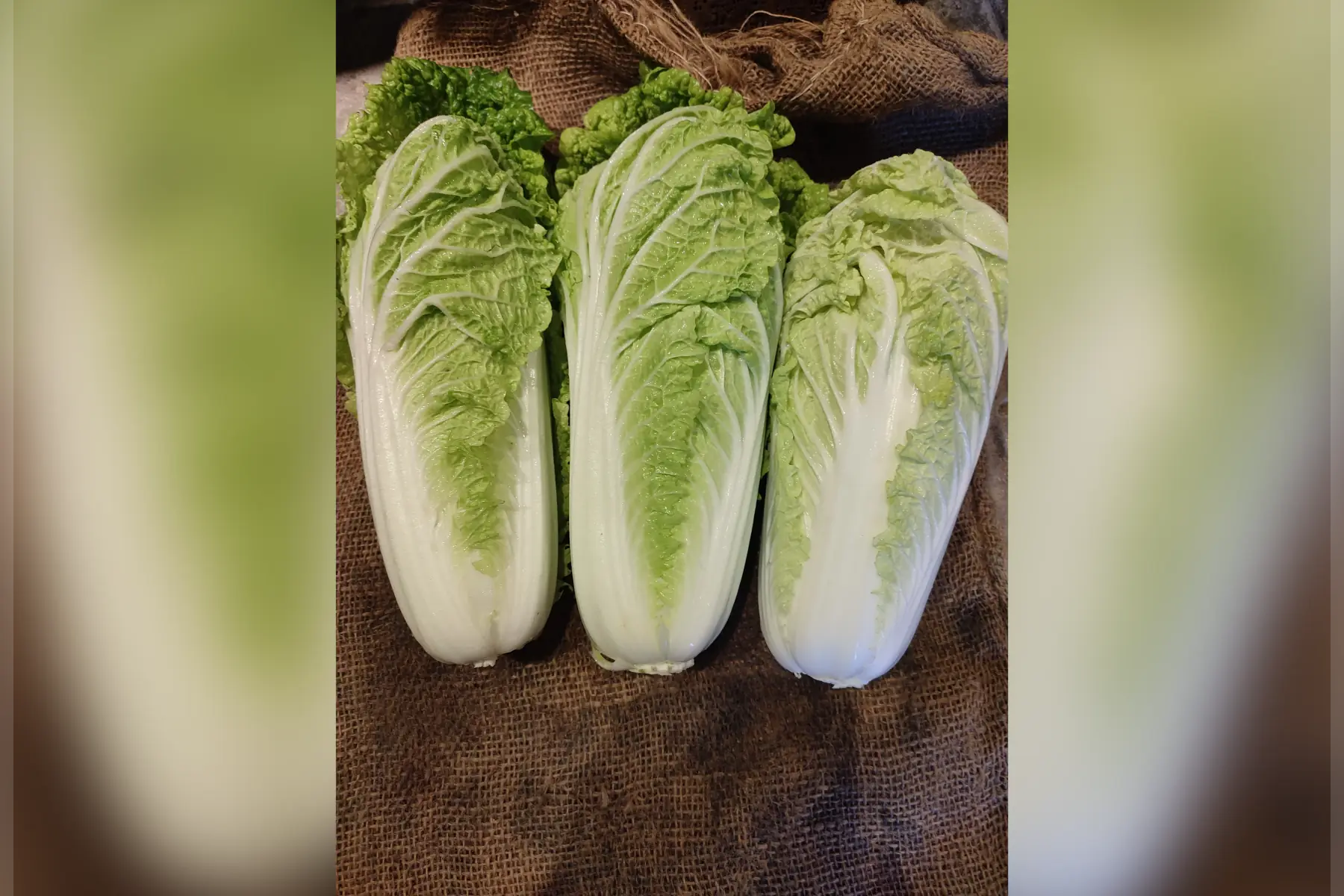 choux chinois pet saï