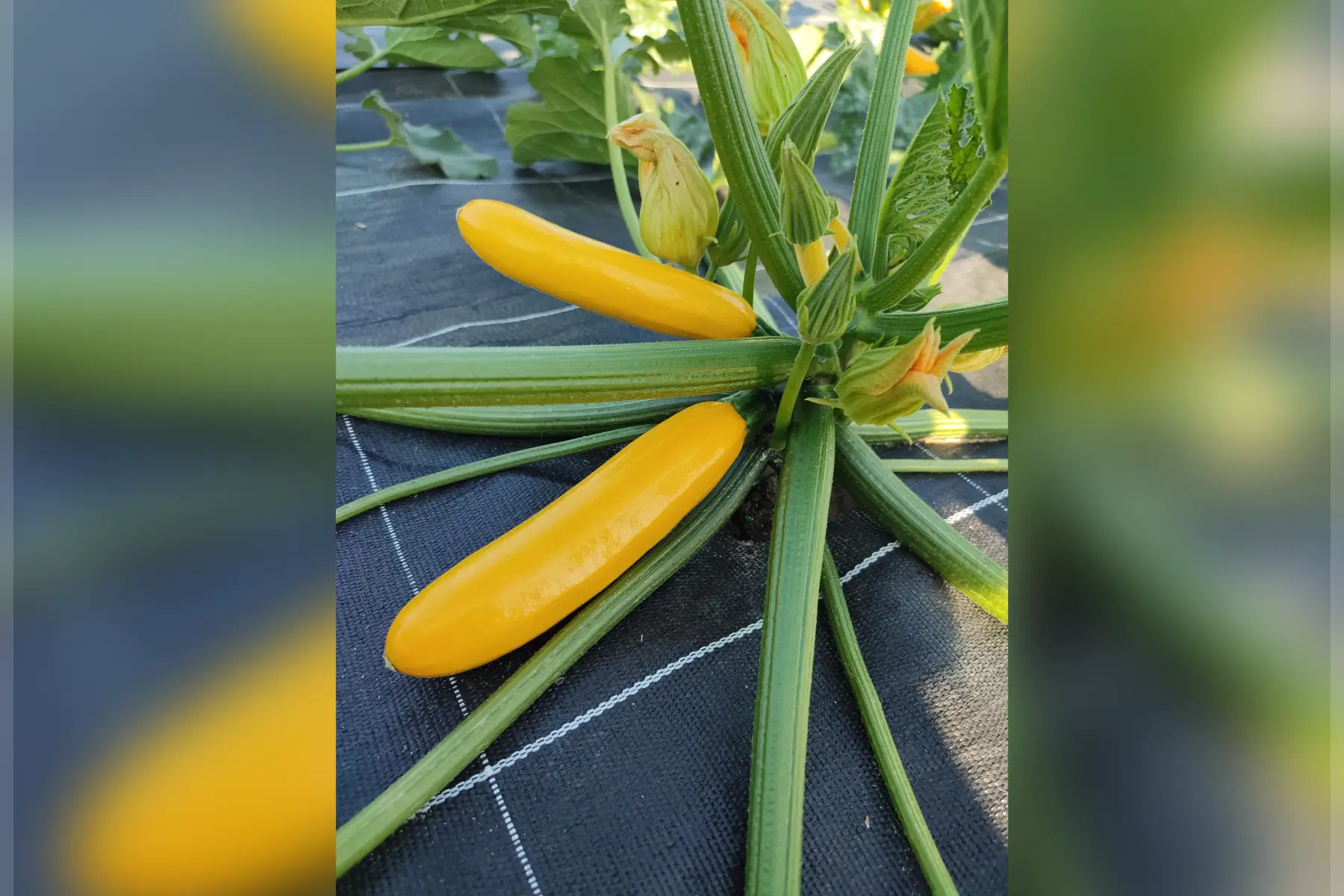 courgette jaune