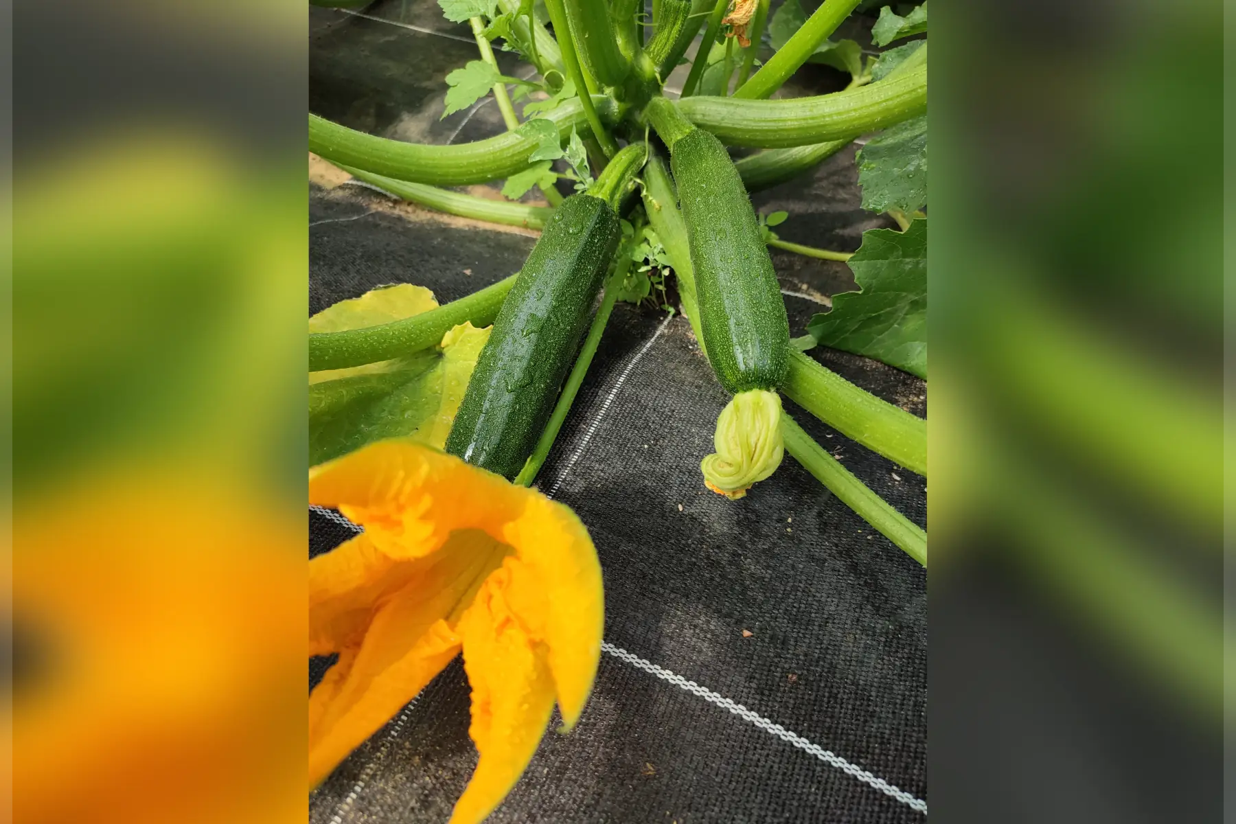 courgette verte