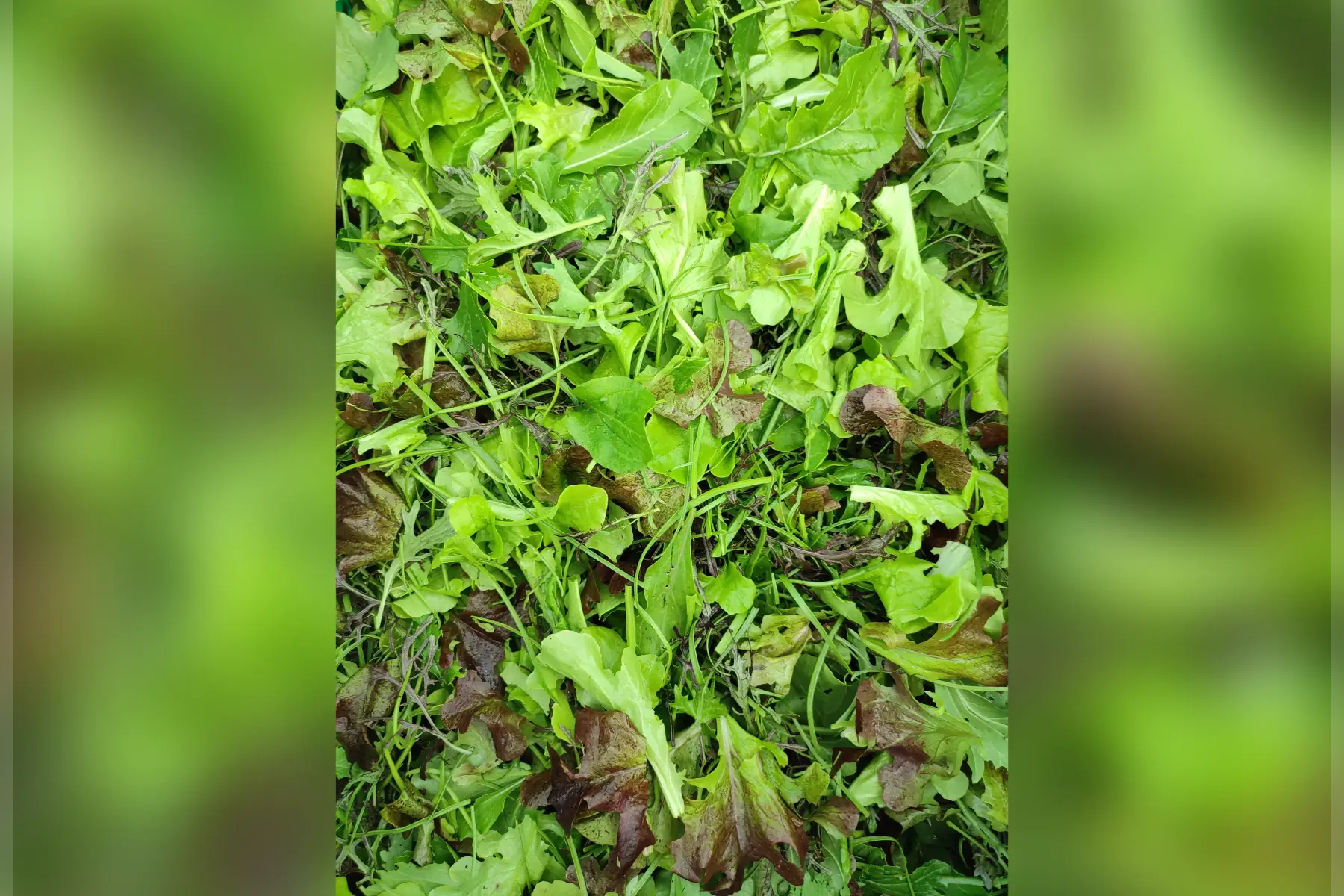 mesclun