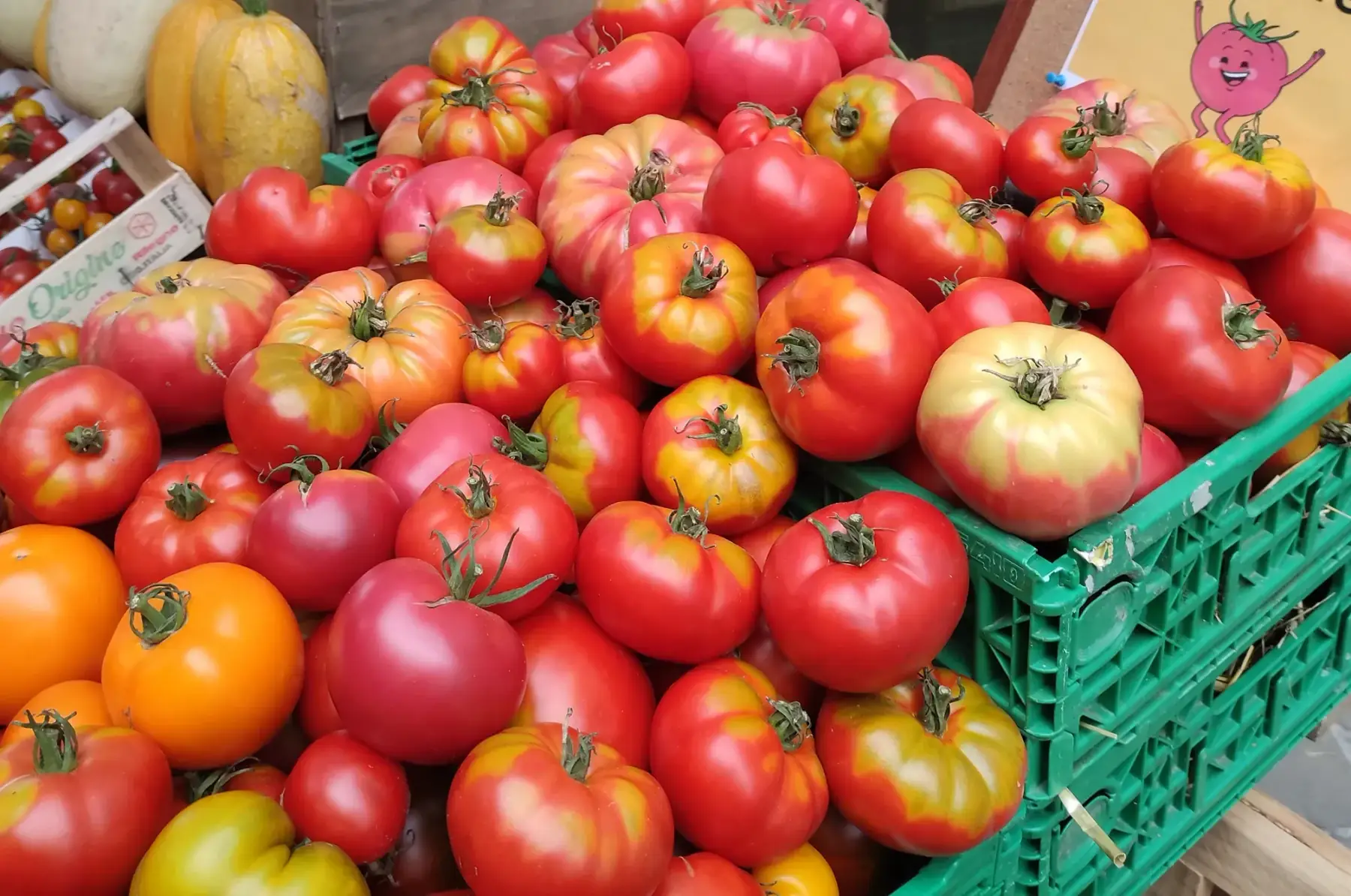 tomates anciennes