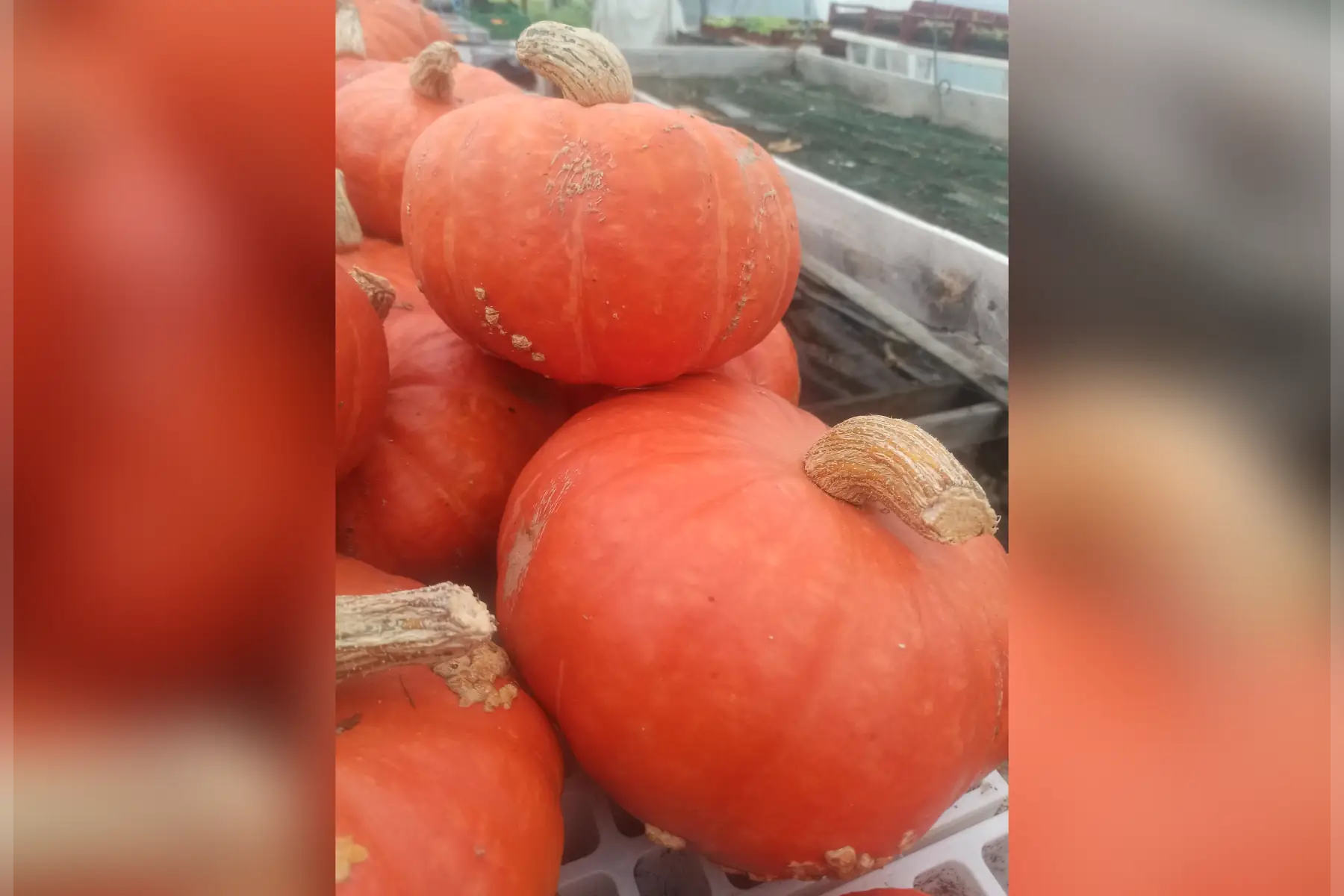 gros potimarron (+3kg)