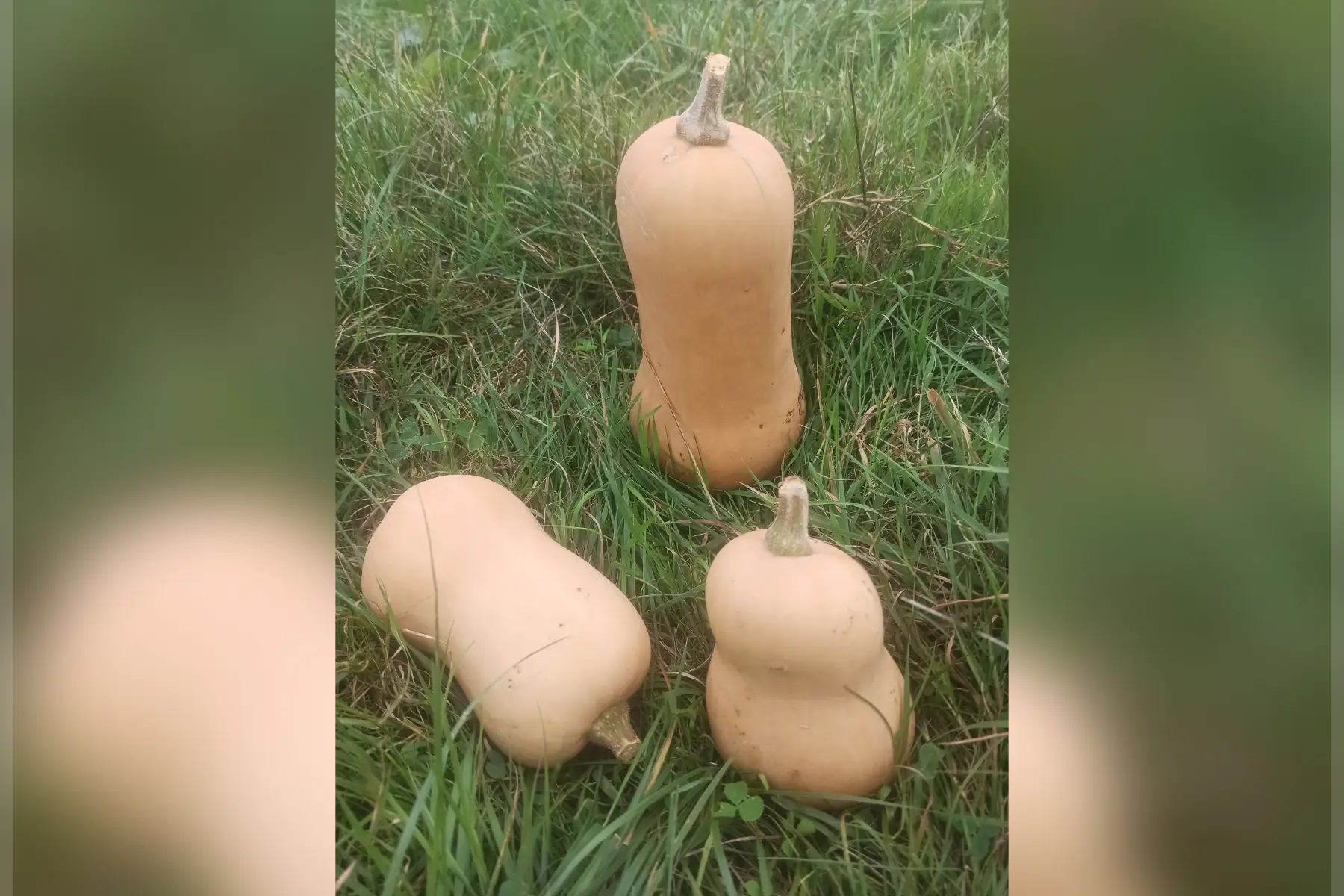 butternut