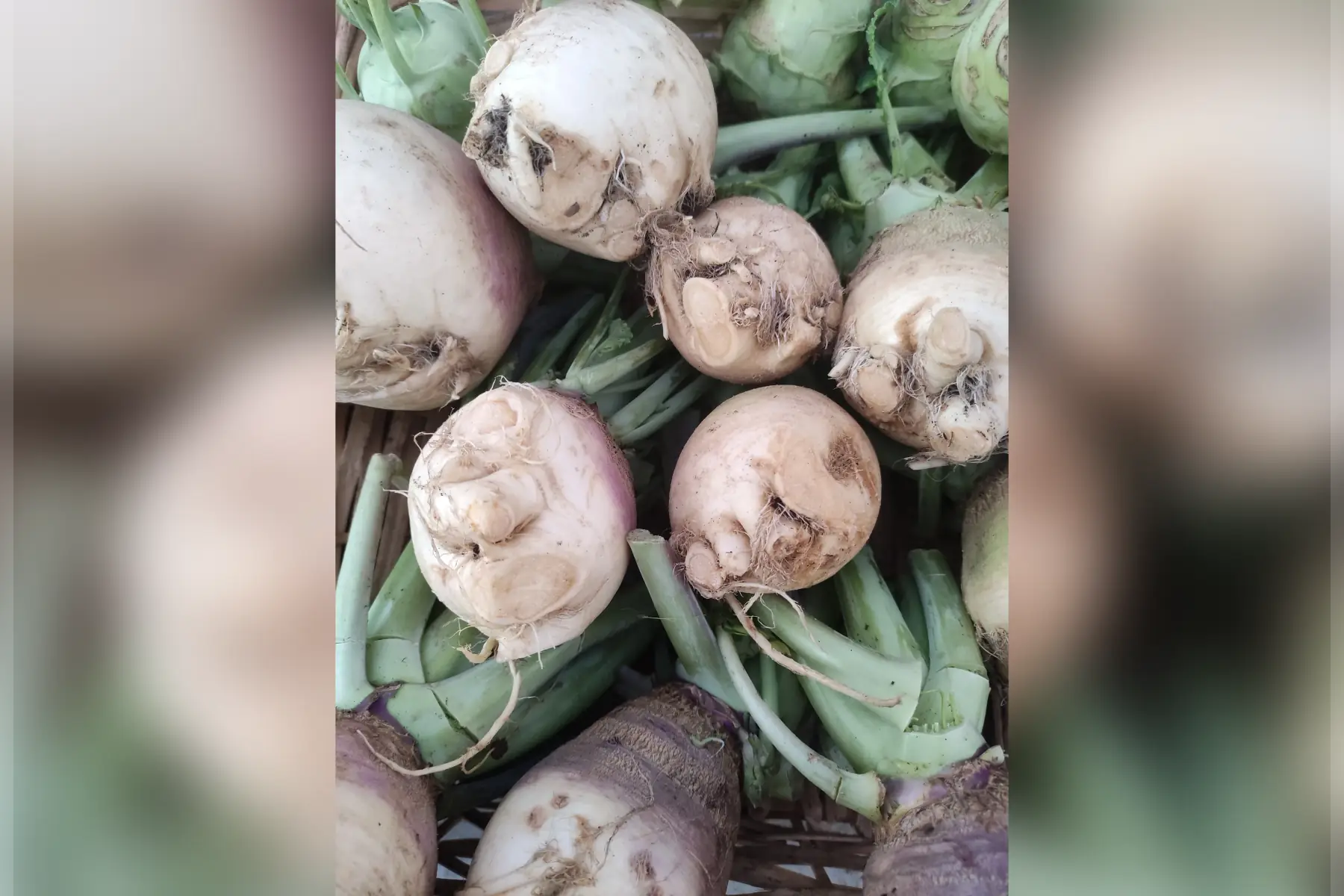 rutabaga