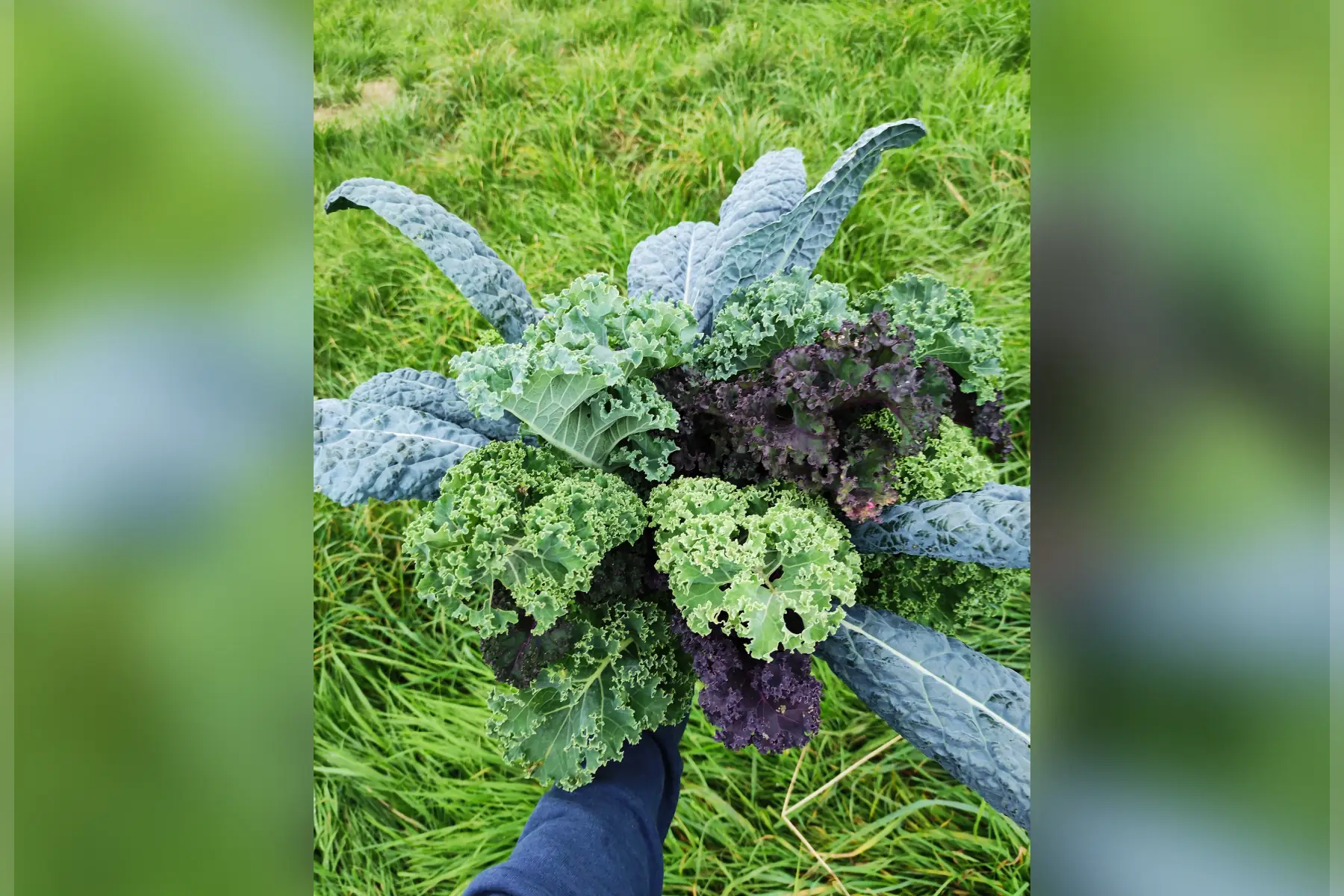 chou kale