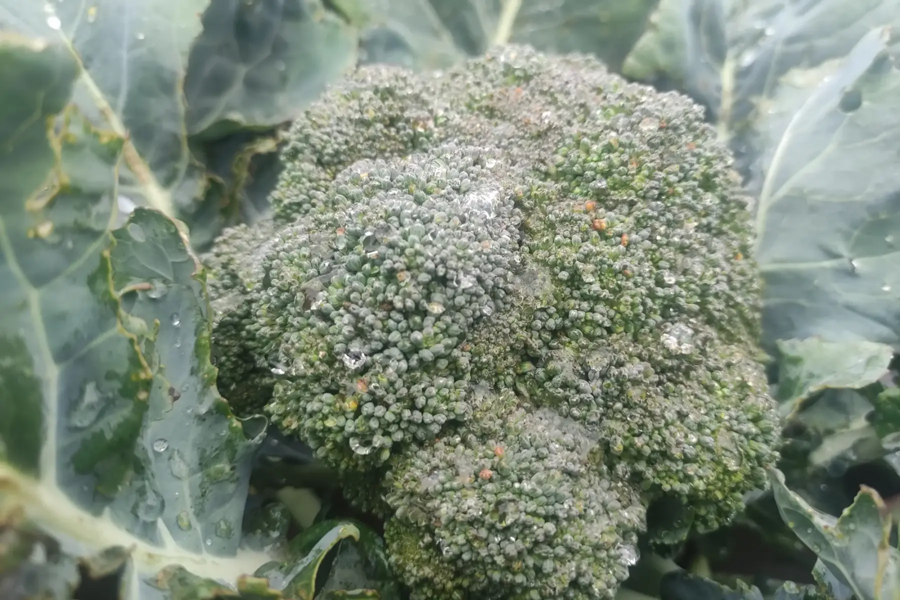 brocoli