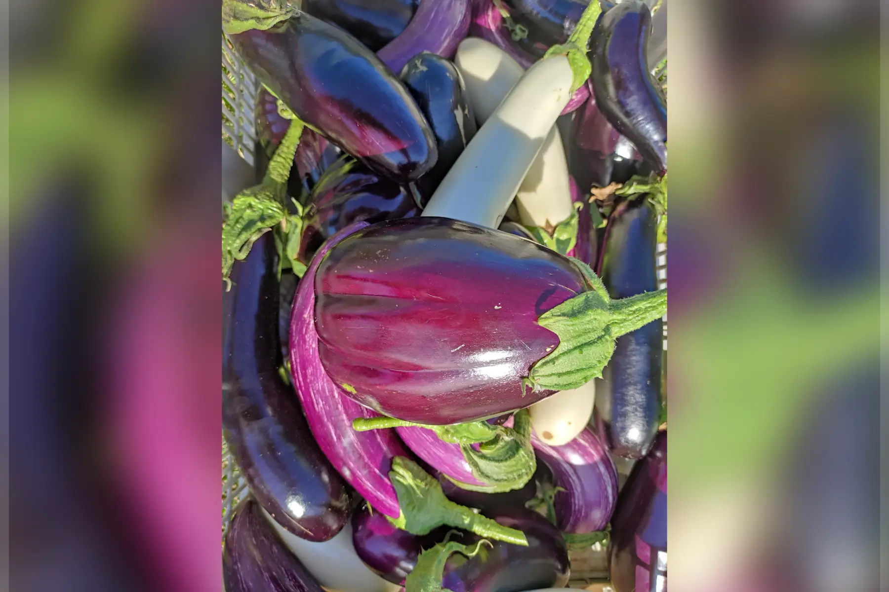 aubergine