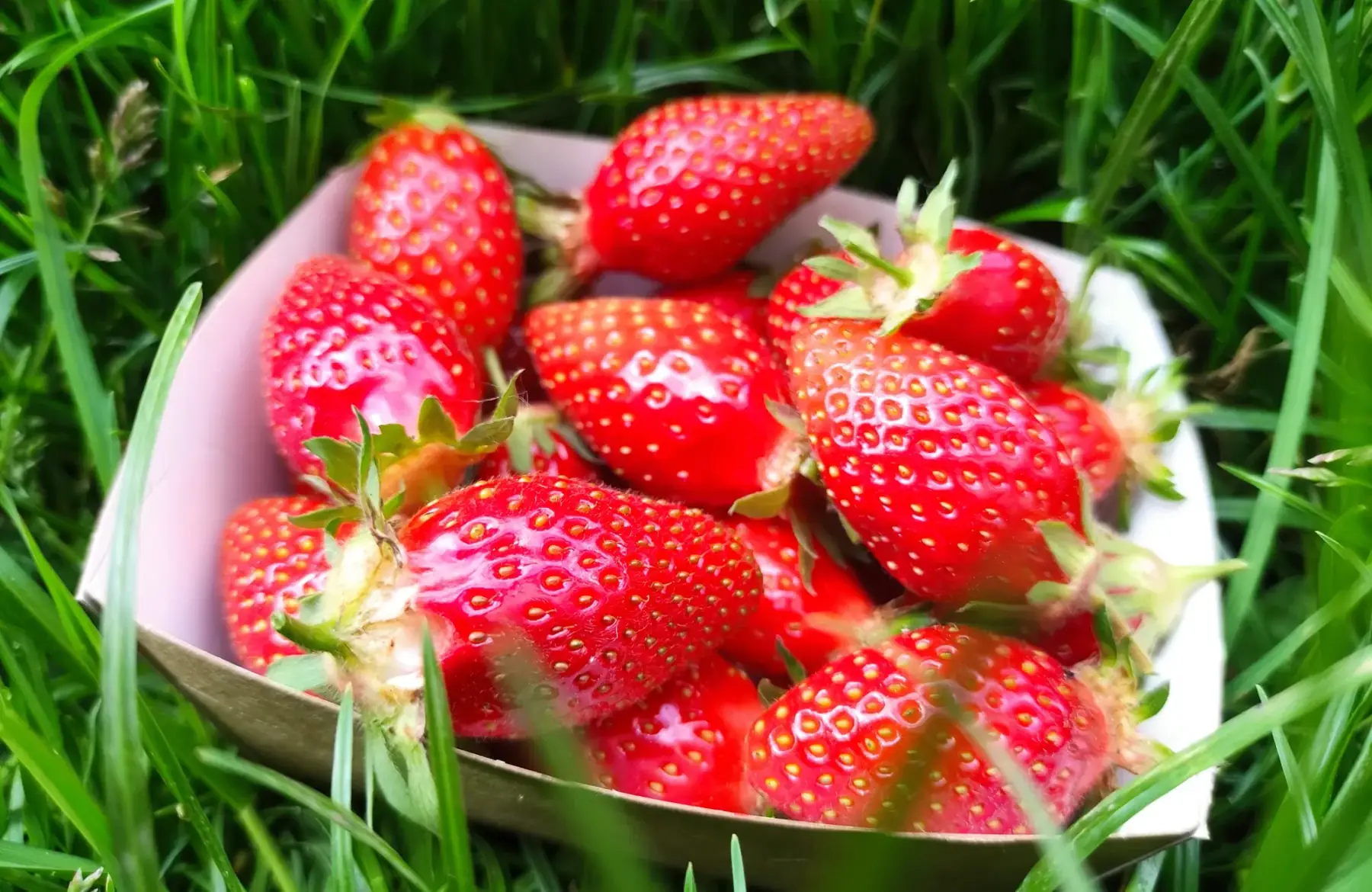 barquettes de fraises 250g