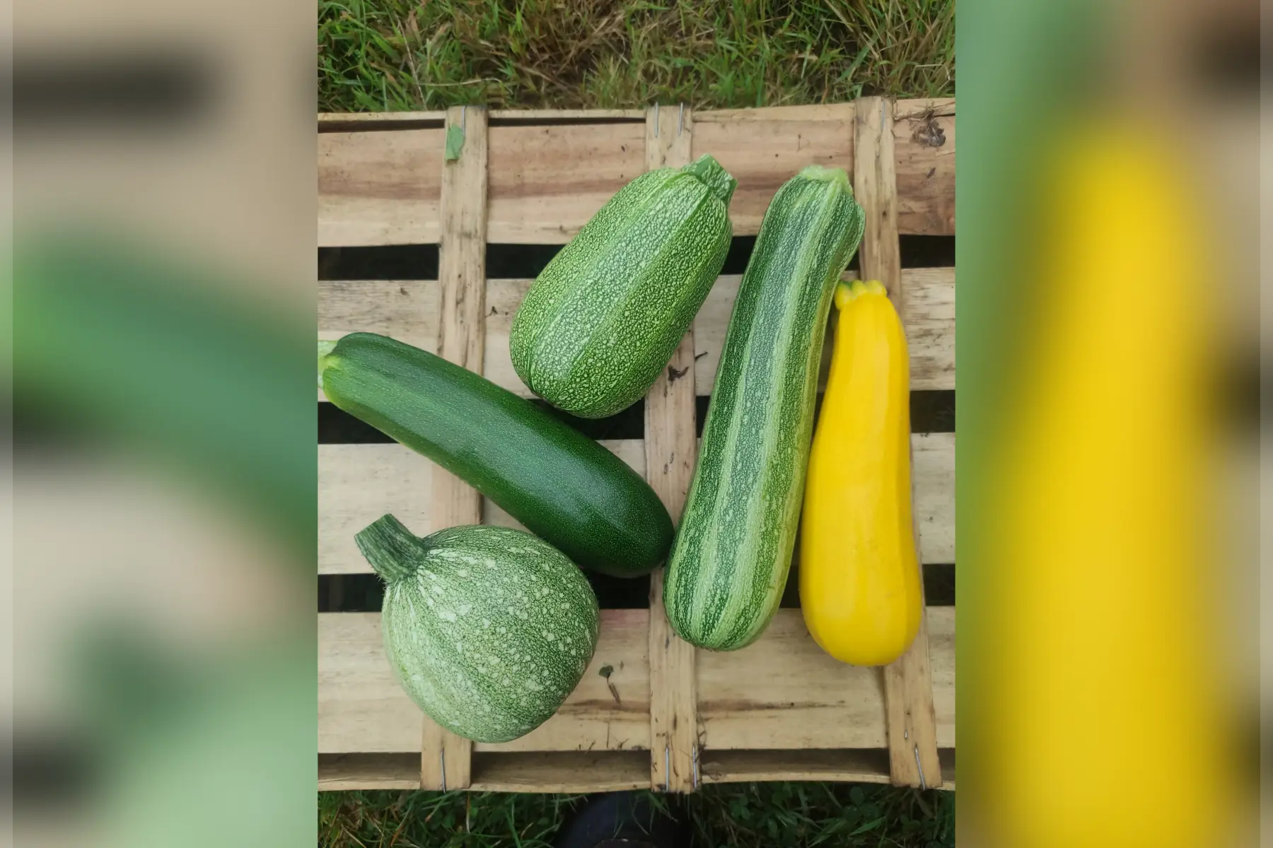 courgettes