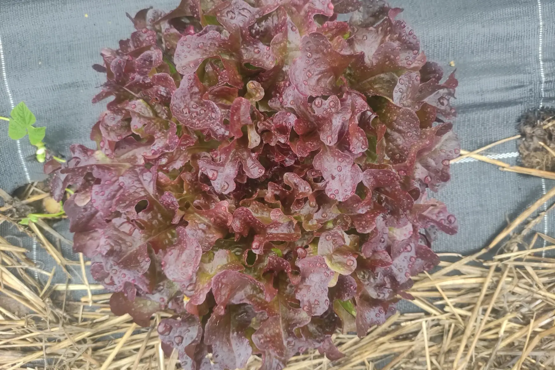 salade feuille de chêne