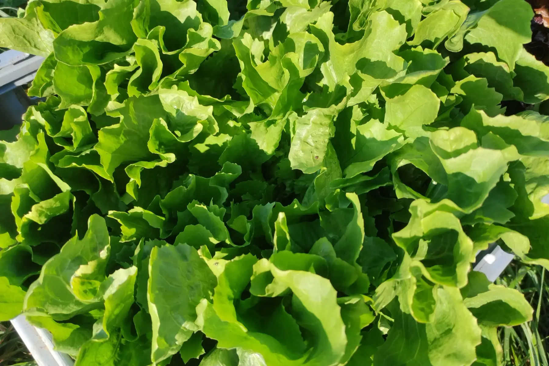 Salade scarole