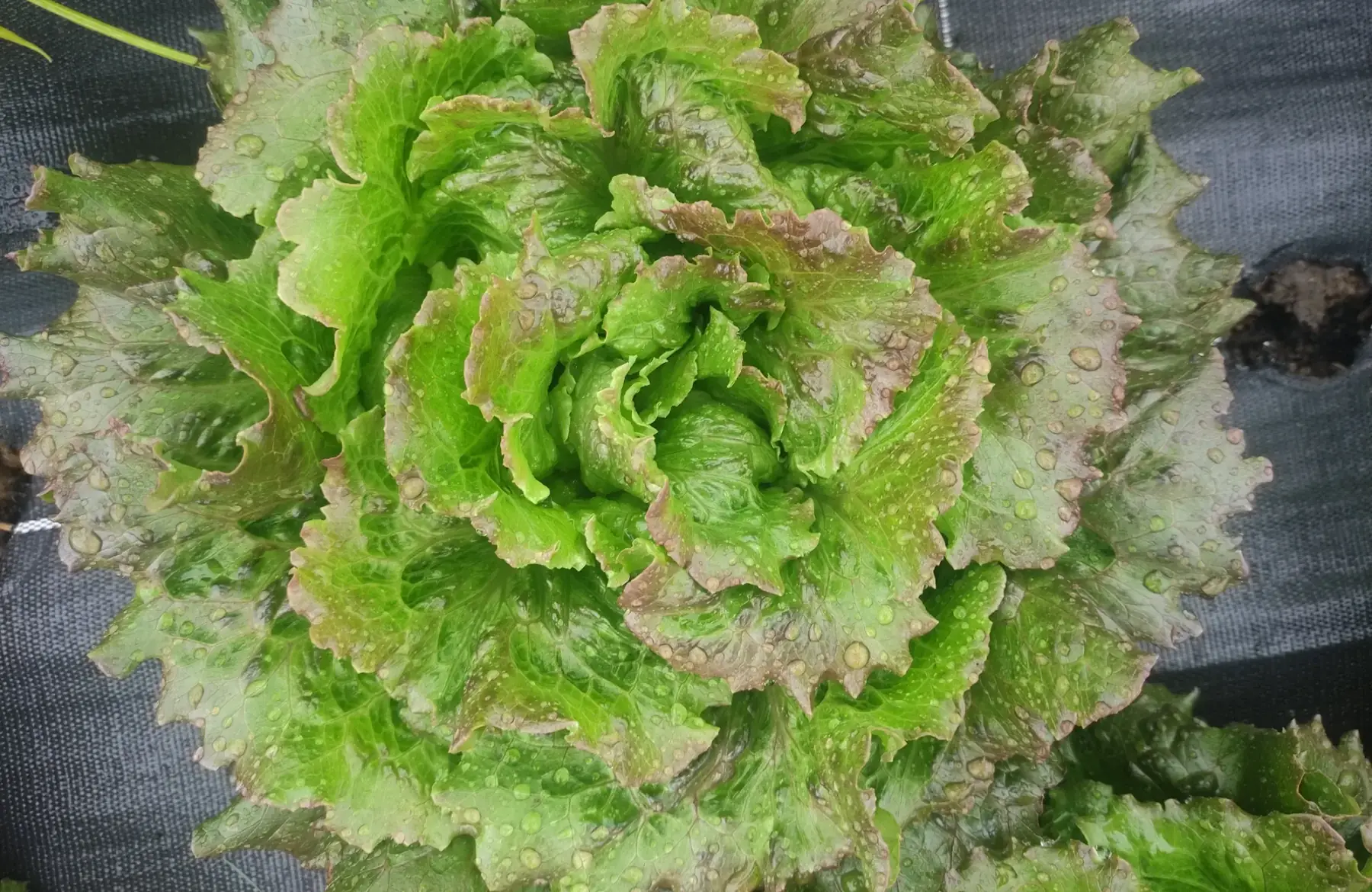 salade batavia