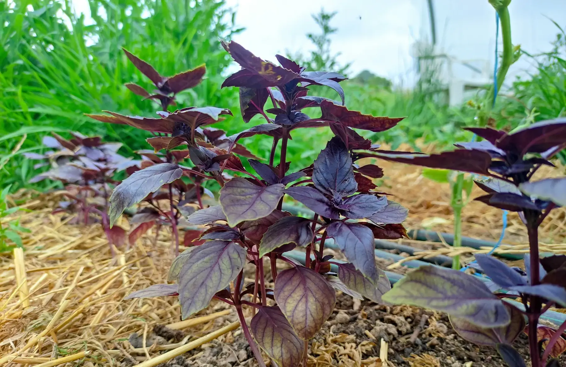 basilic pourpre