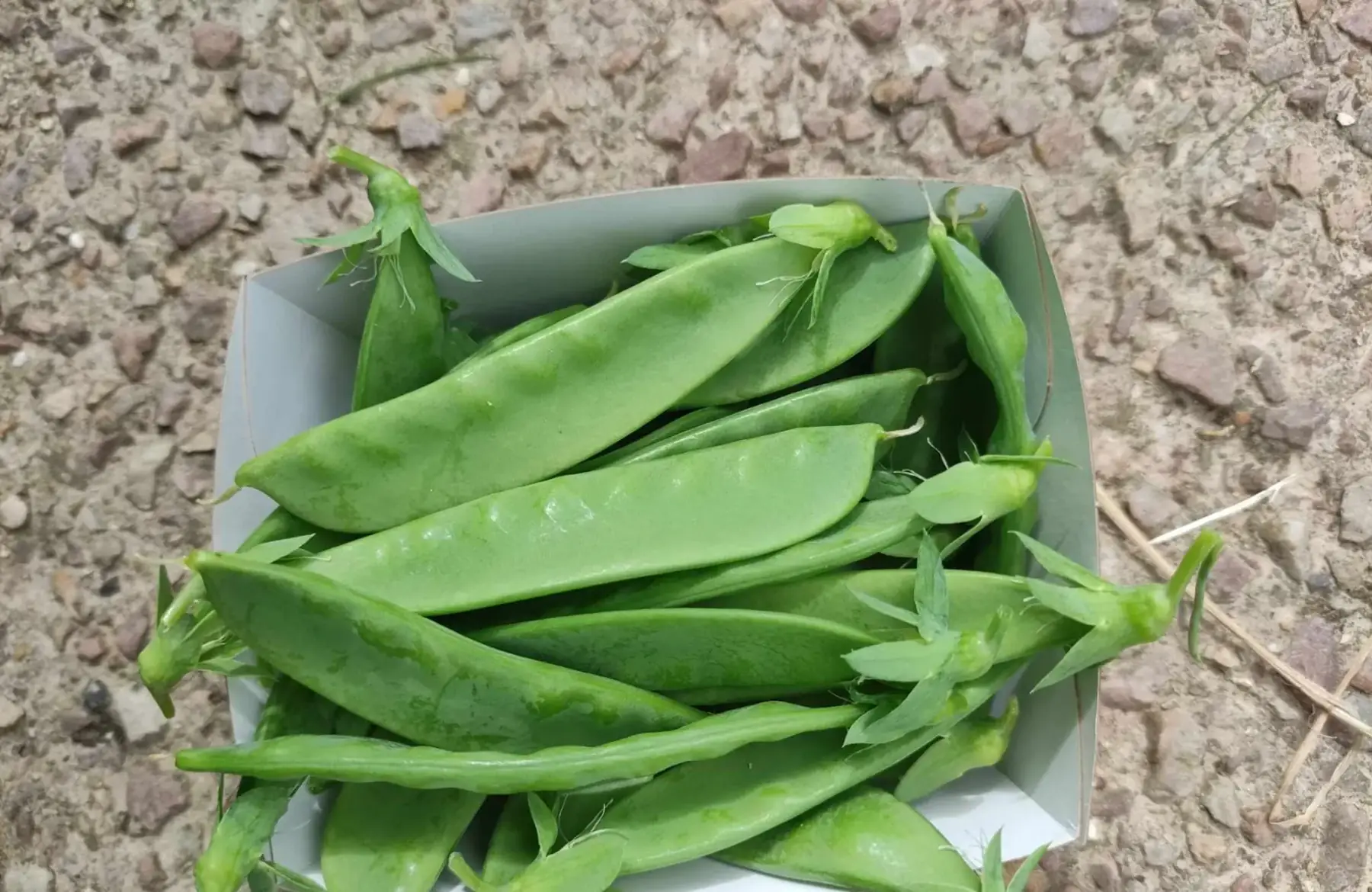 pois mangetout