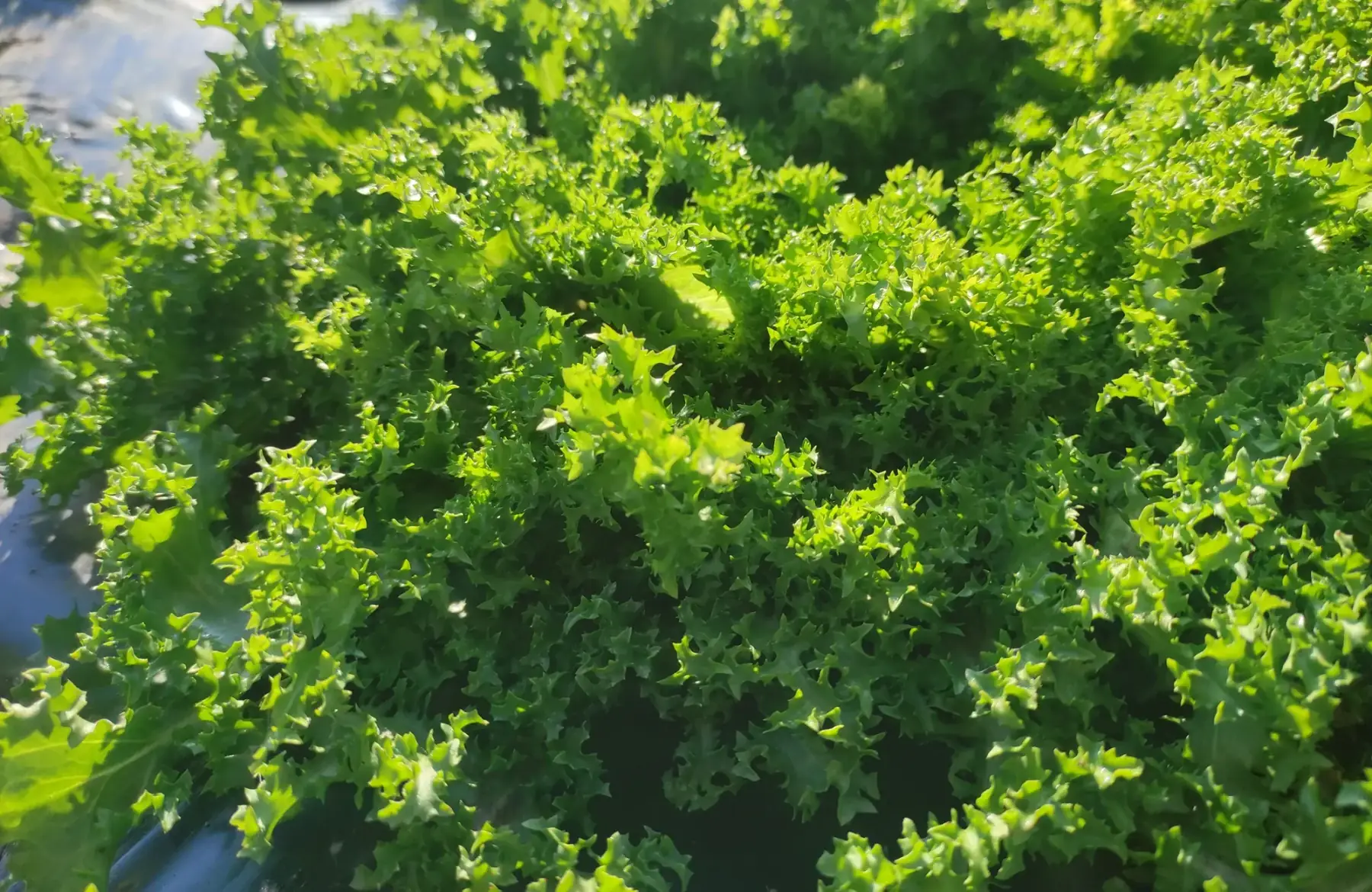 salade chicorée frisée