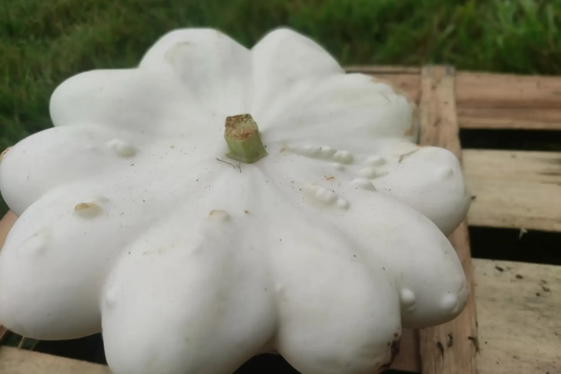 pâtisson blanc