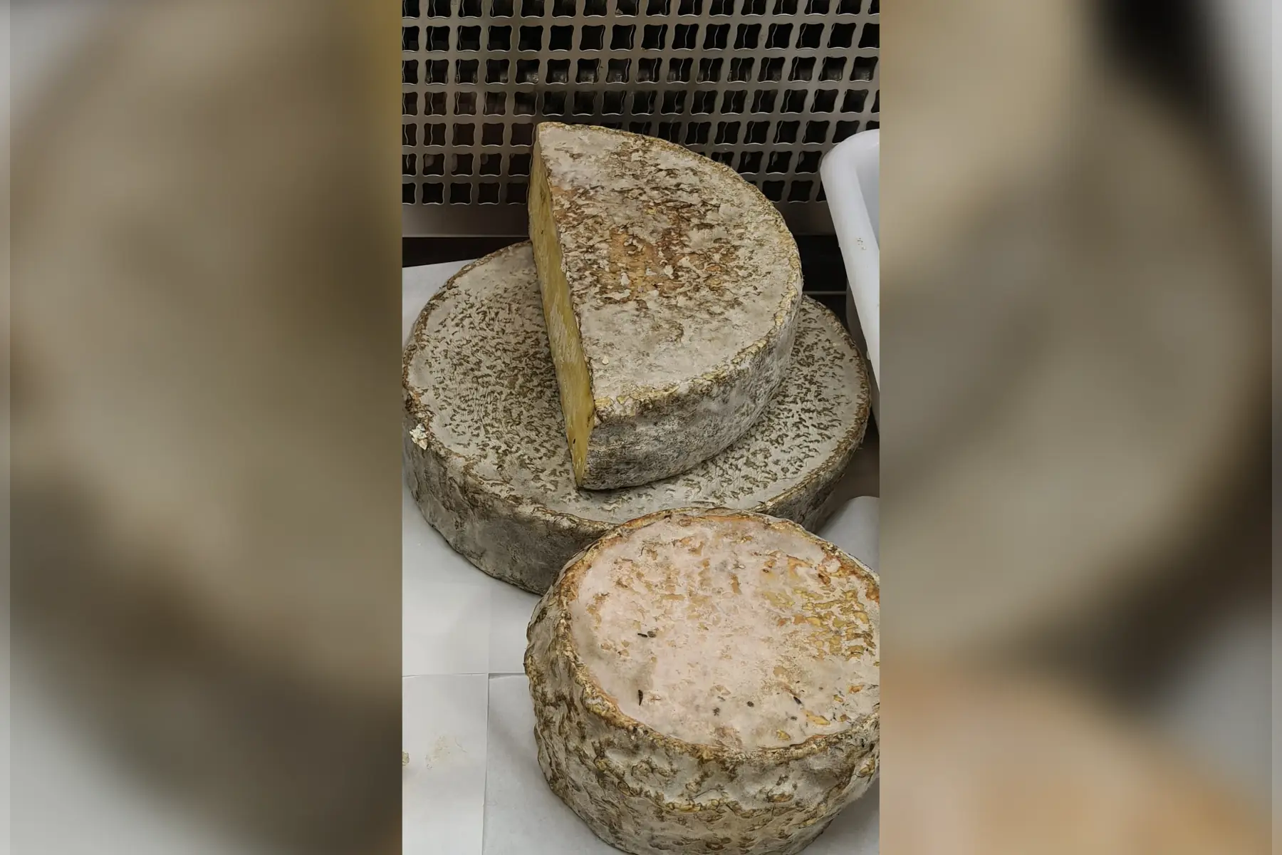 tomme croûte fleurie