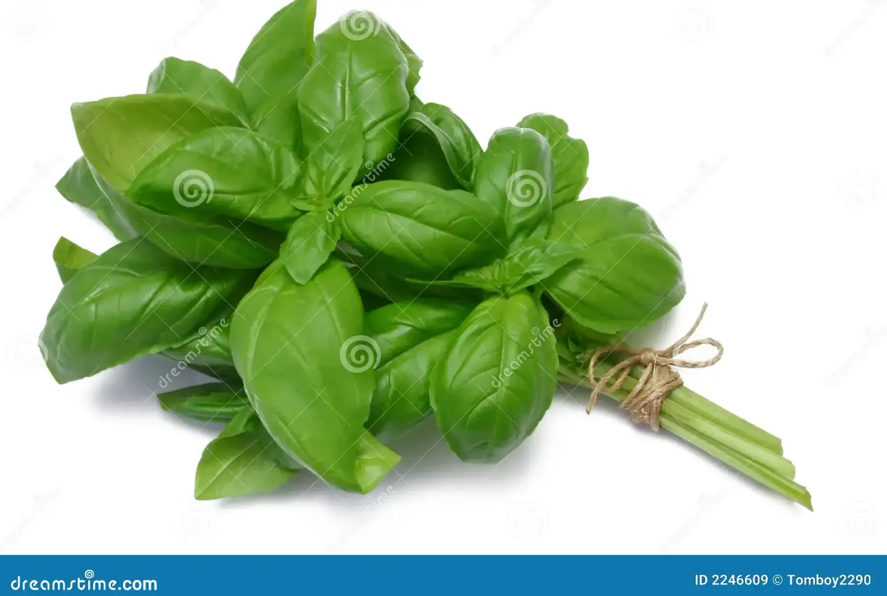 basilic vert génovèse en botte