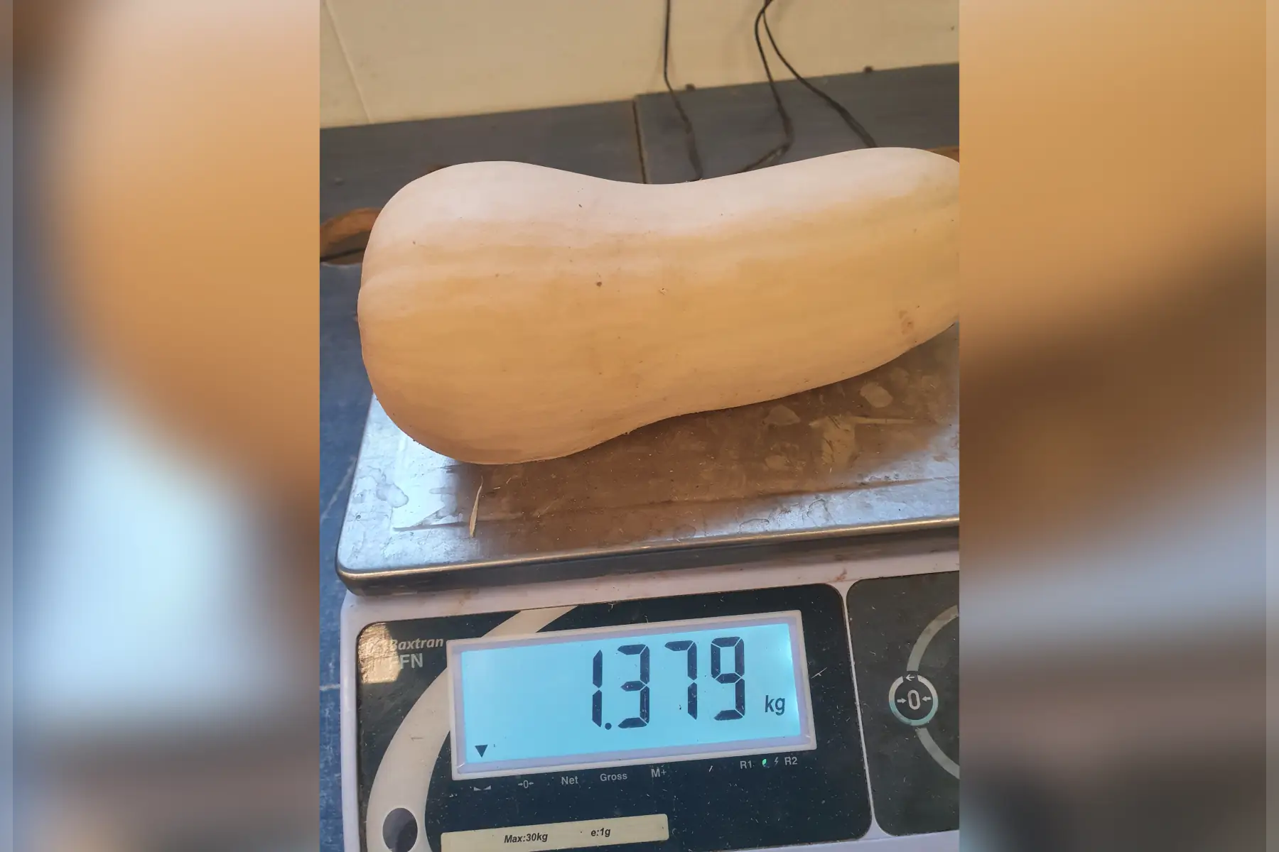 courge butternut (entre 0.8kg et 1.2kg)