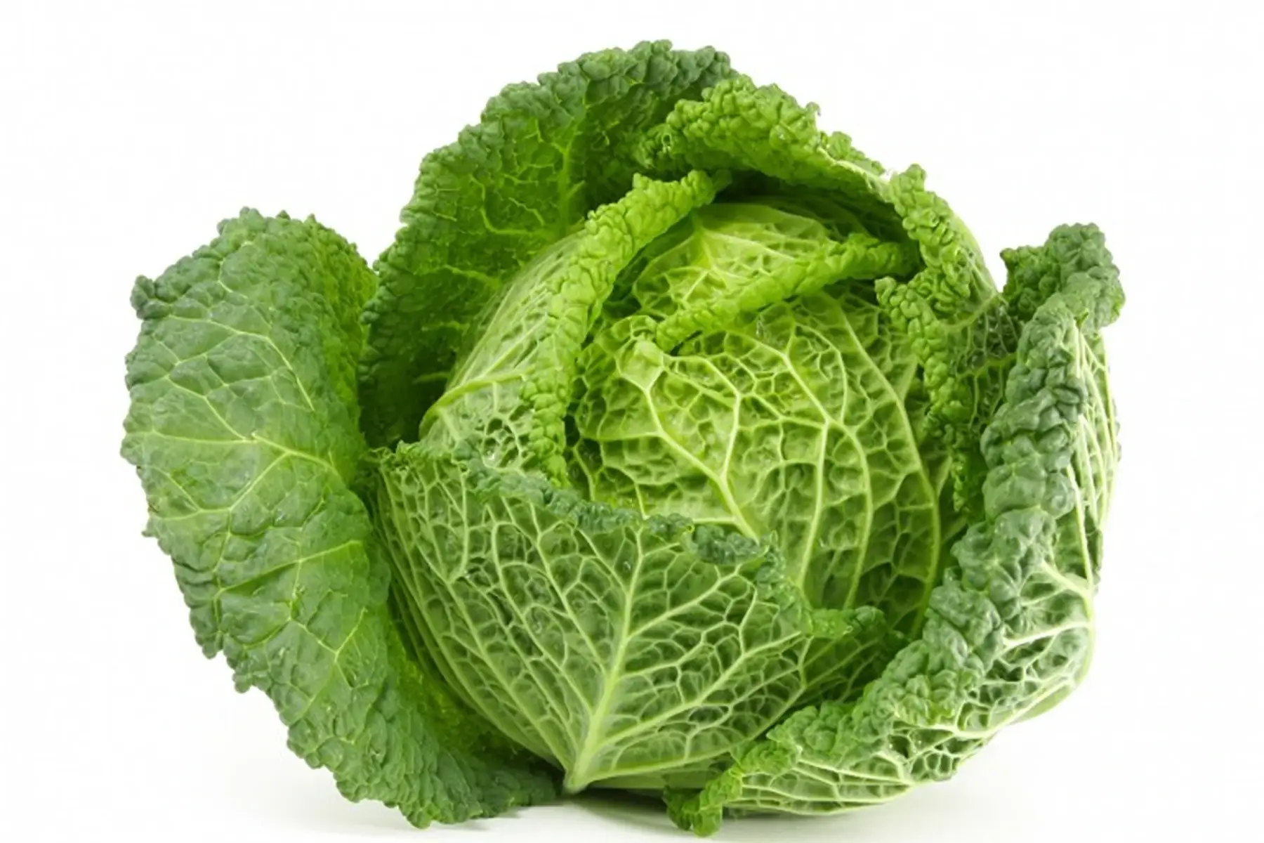 chou de milan (frisé) piece