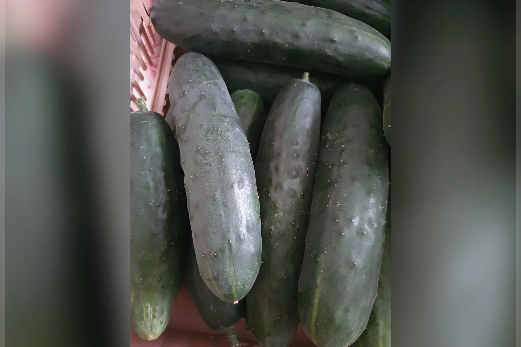 Concombre epineux (piece)