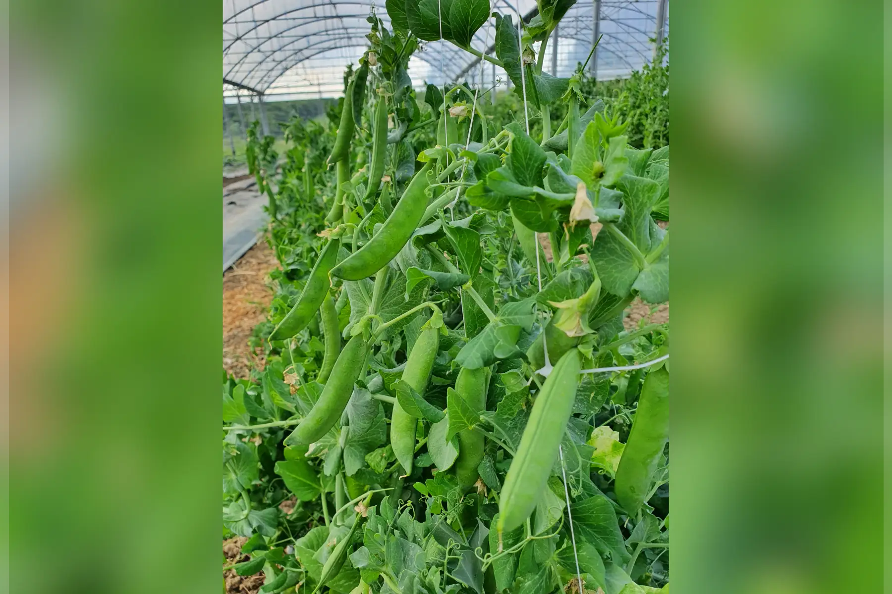 petit pois à écosser, sachet de 500g