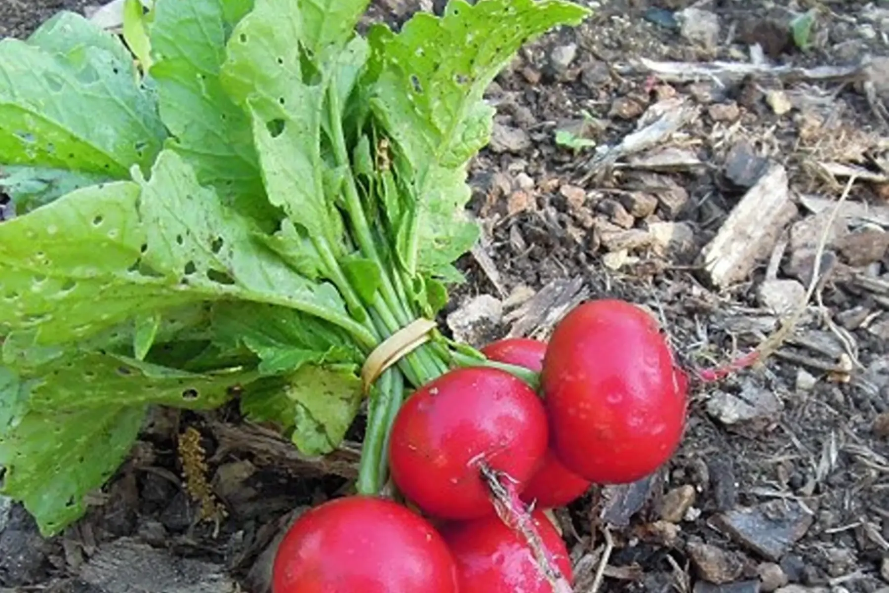 radis rond raxe en botte