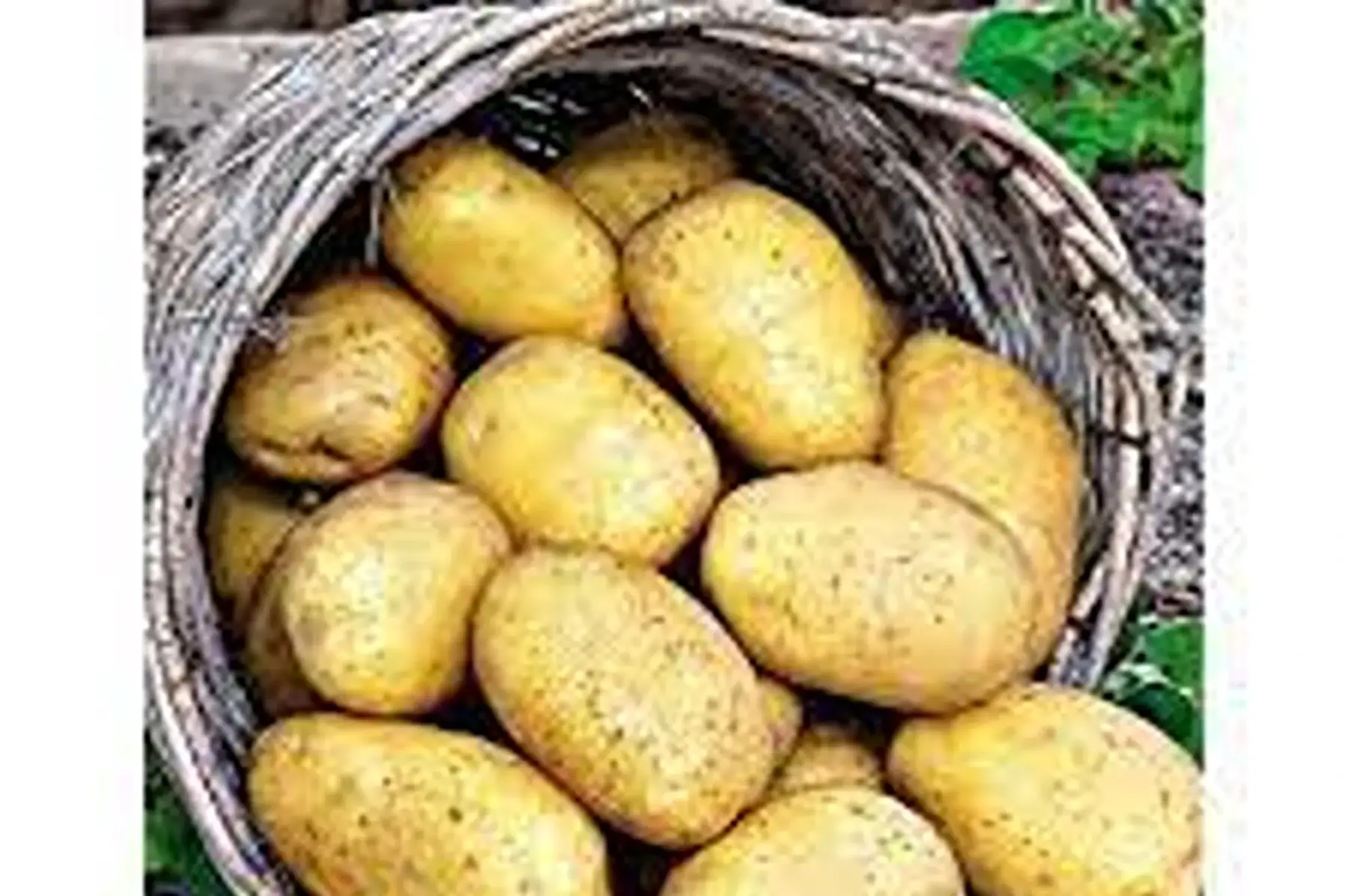 pomme de terre à chair fondante variété agata promo