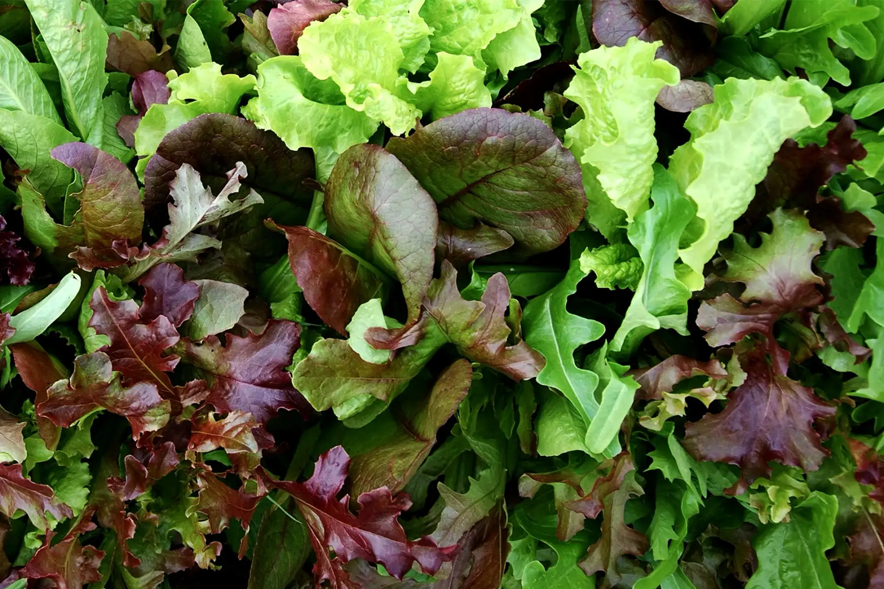 mesclun de laitue sachet 300g