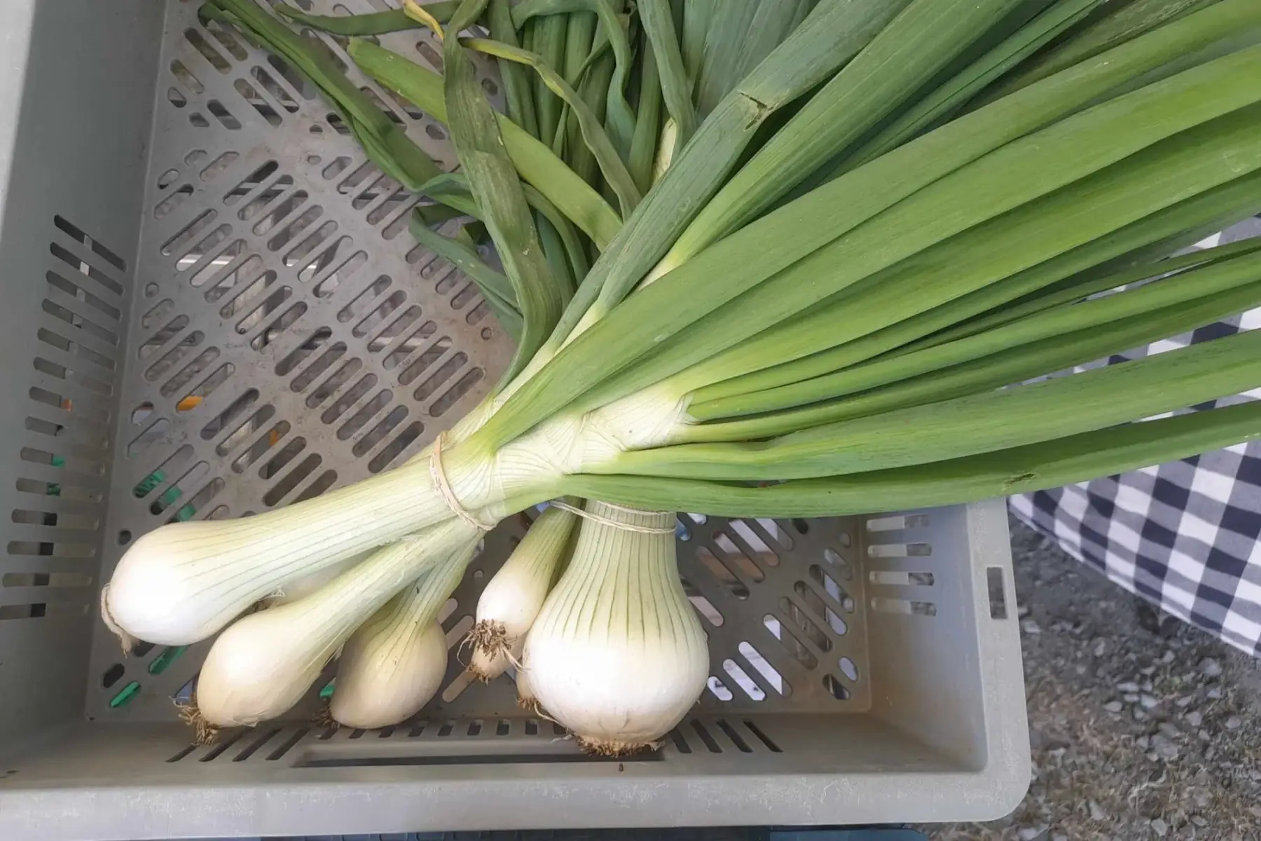 Oignons blancs