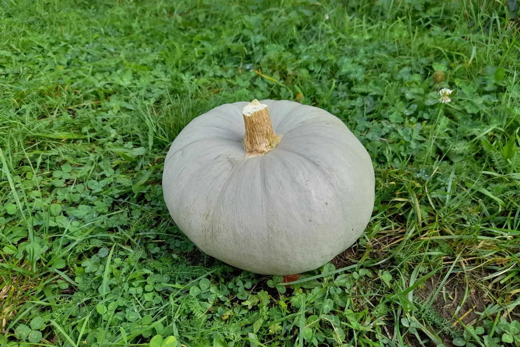 courge potiron bleue de hongrie